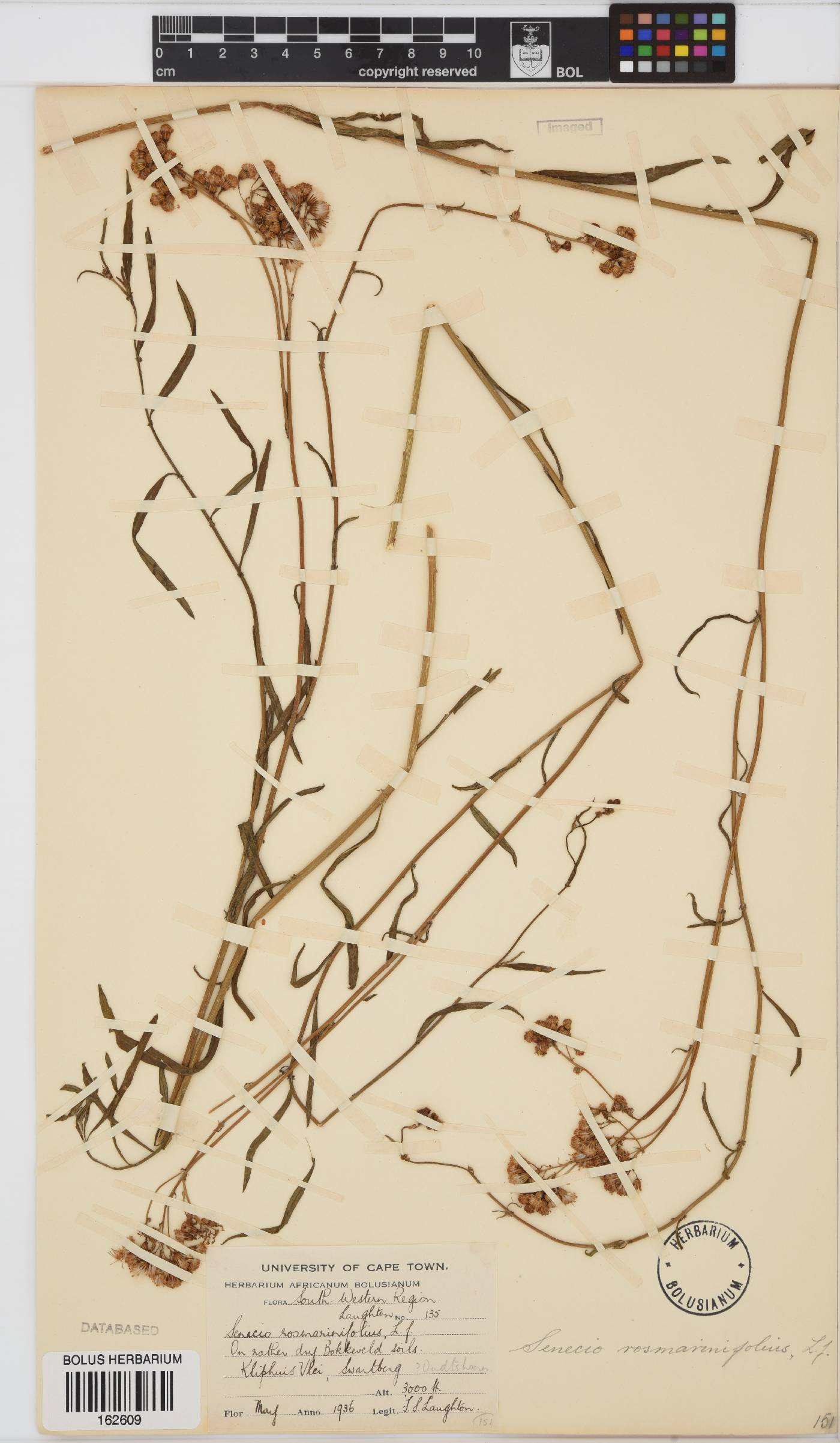 Senecio rosmarinifolius image