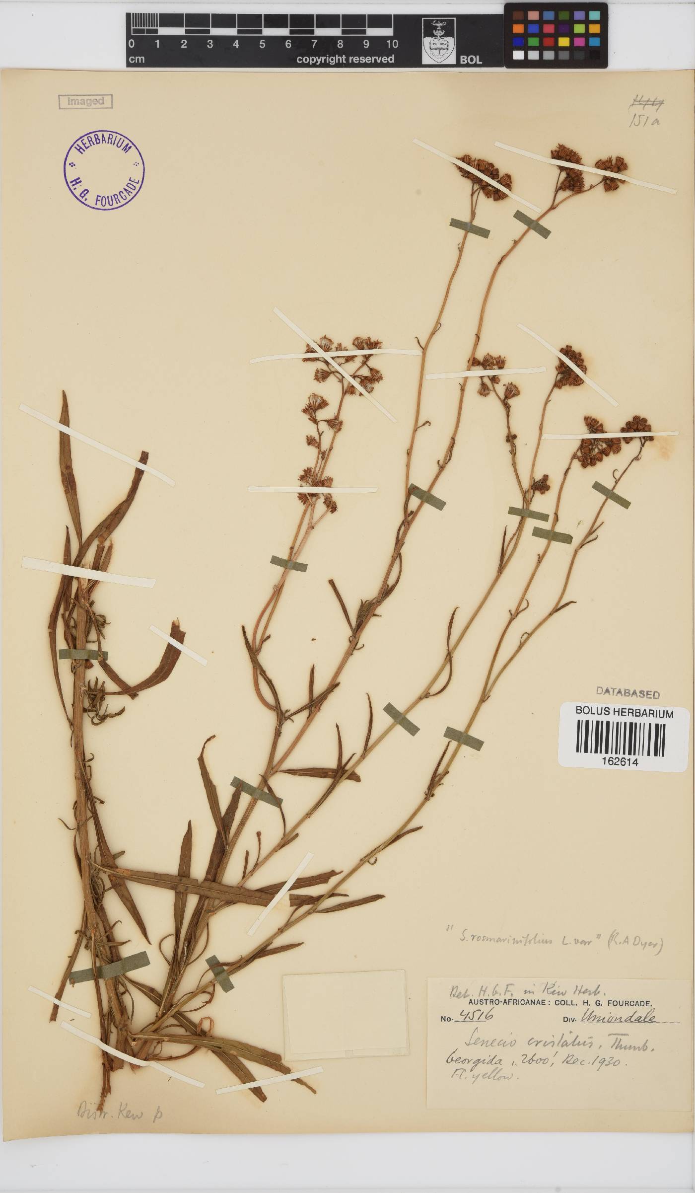 Senecio rosmarinifolius image