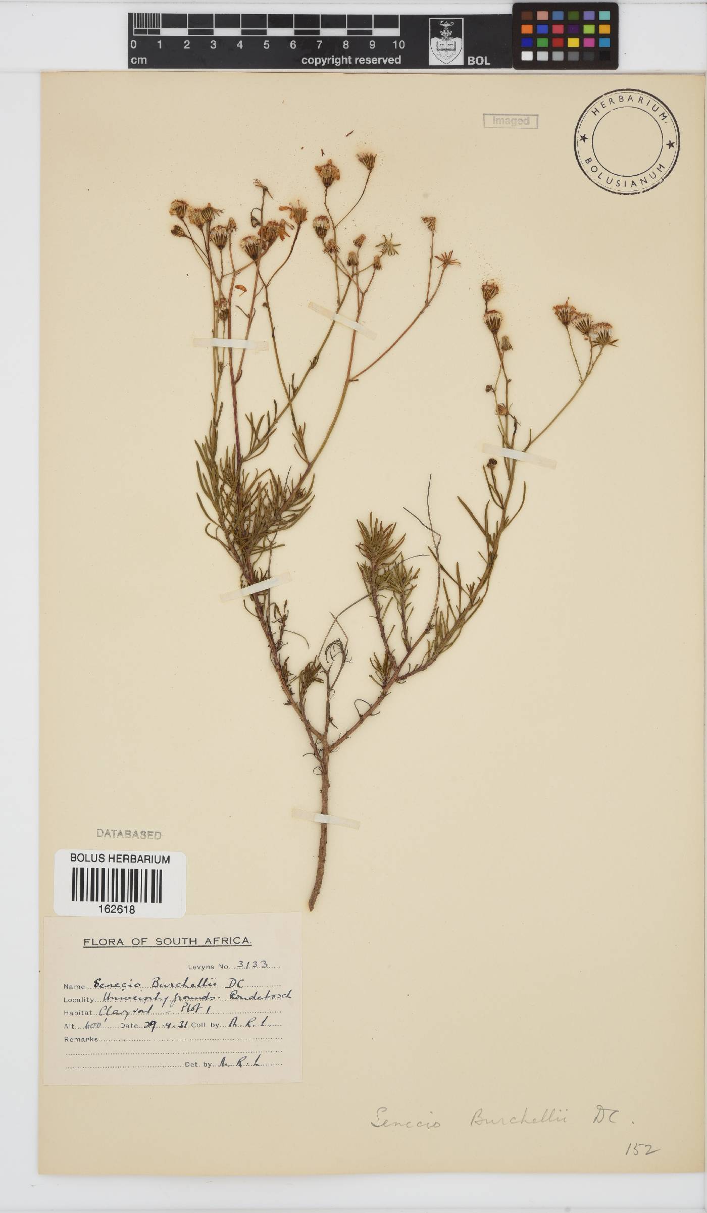 Senecio burchellii image