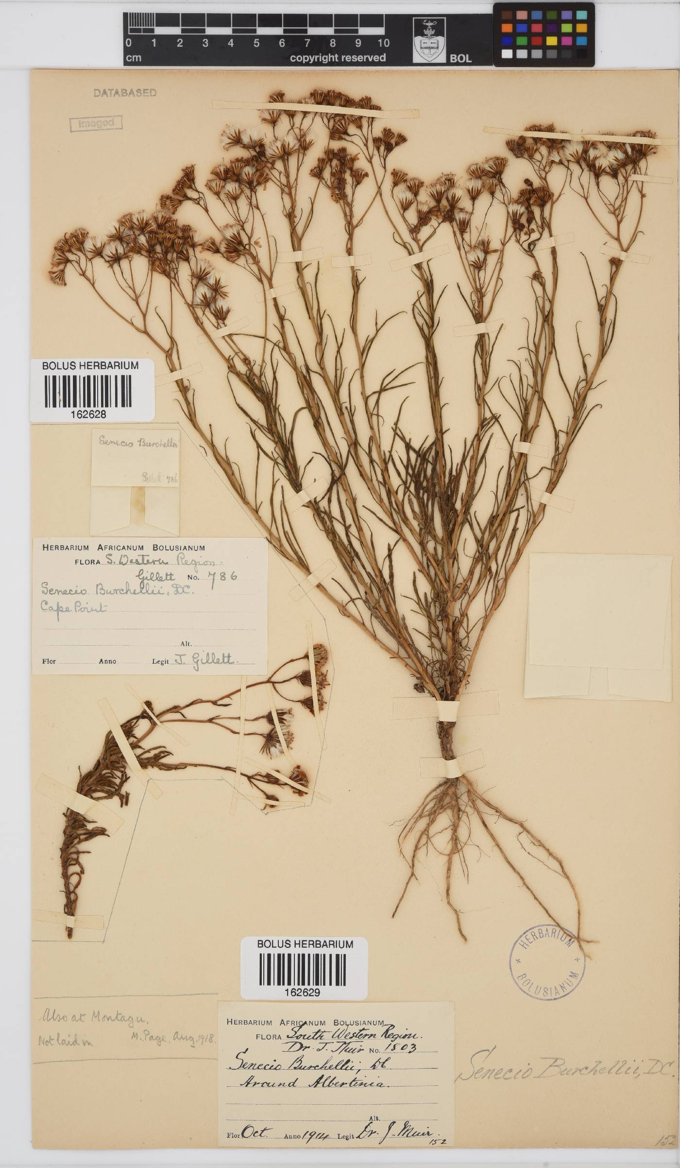 Senecio burchellii image