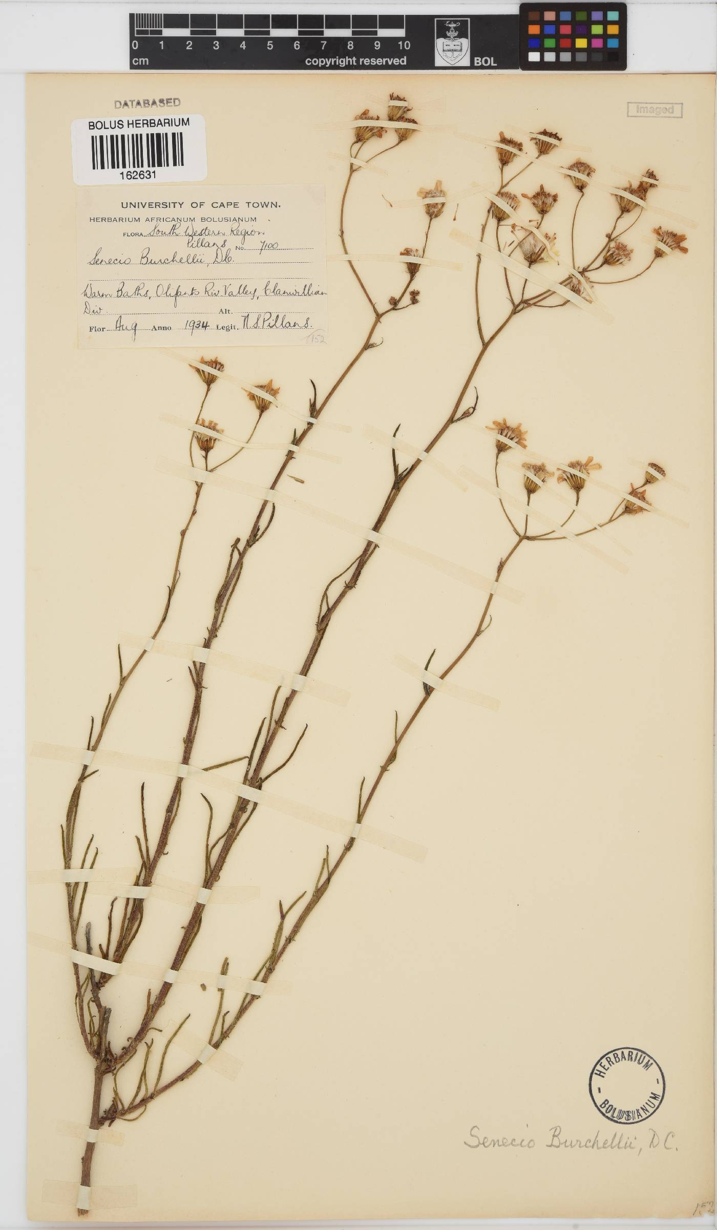 Senecio burchellii image