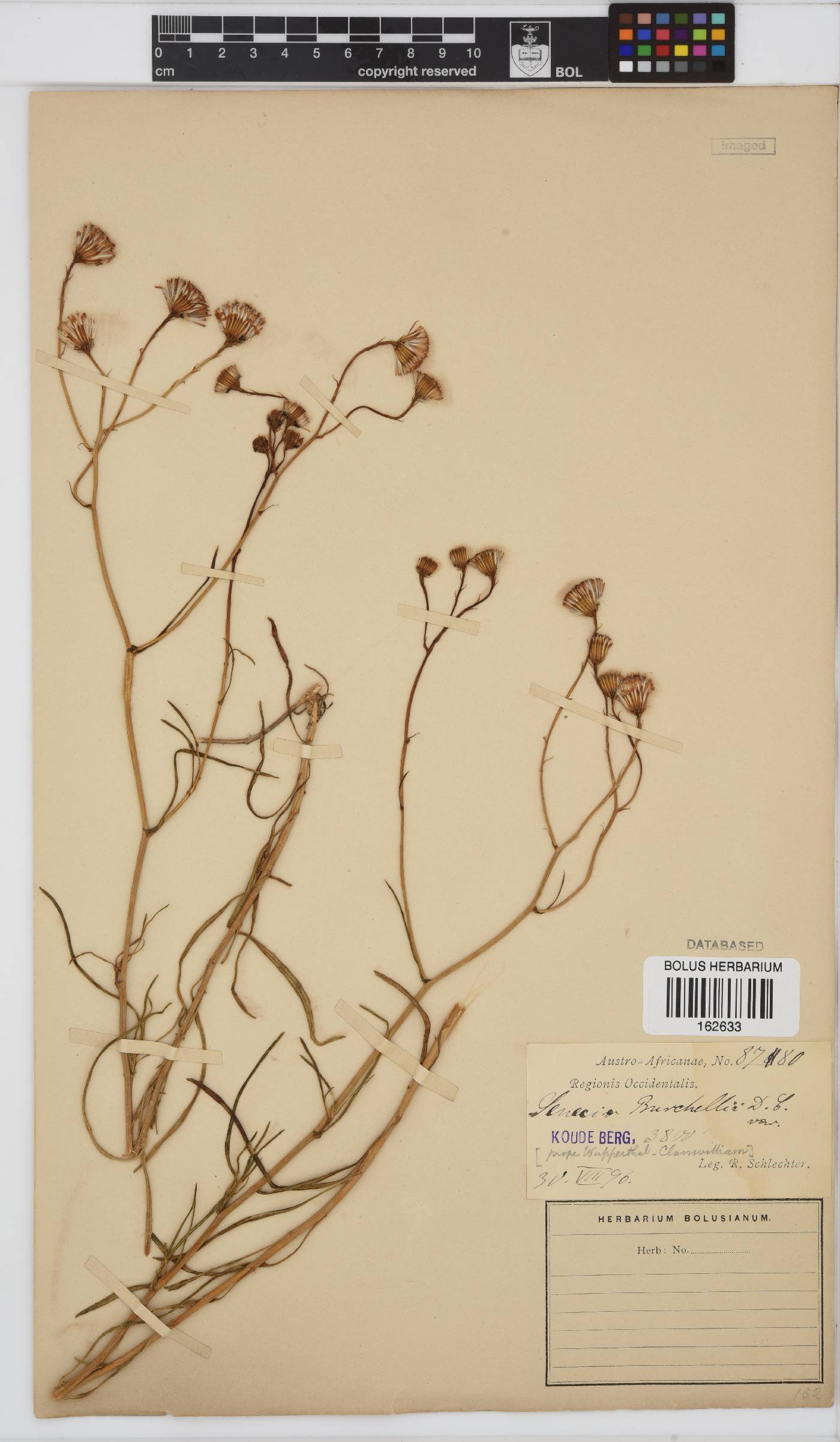 Senecio burchellii image