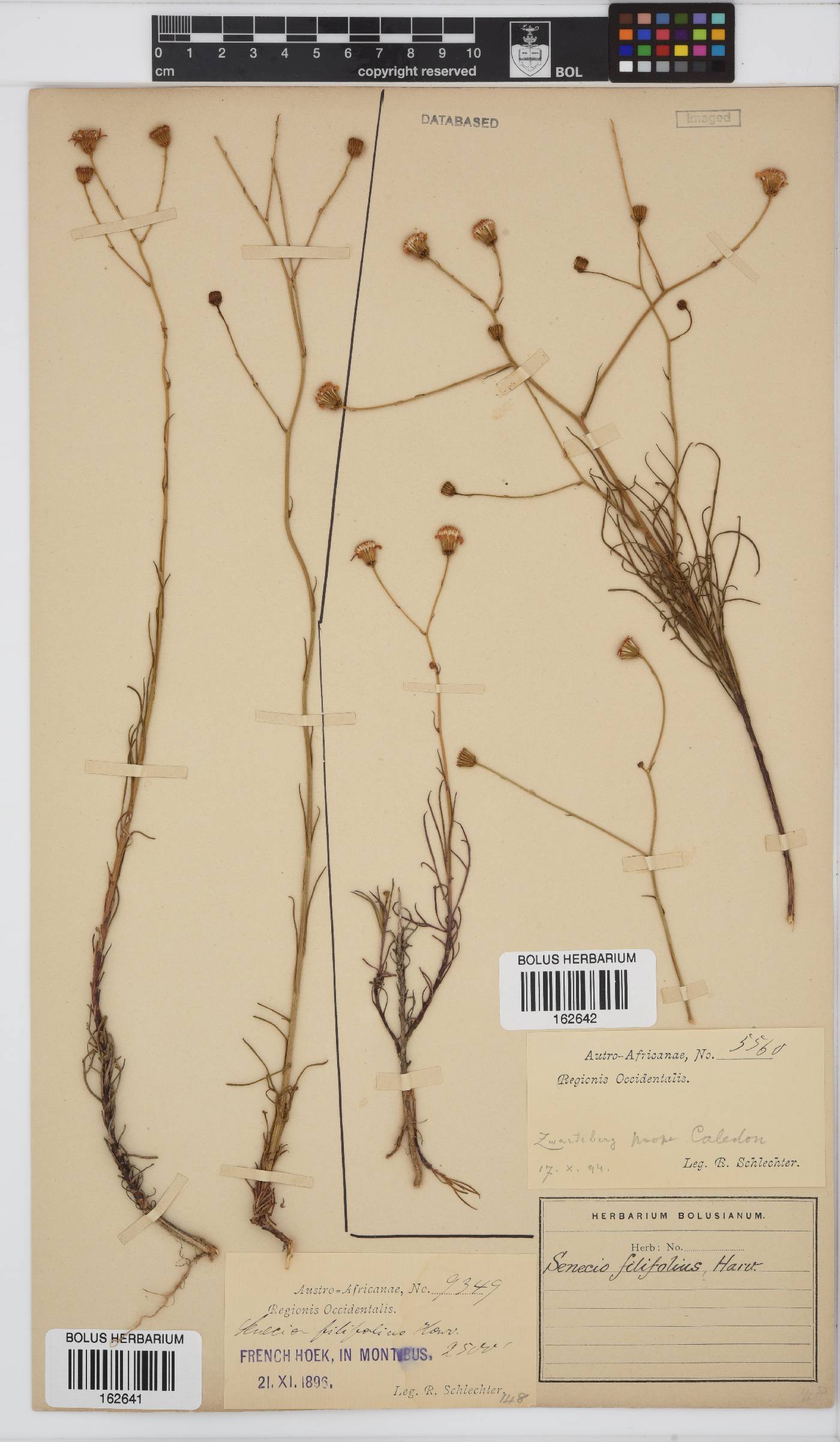 Senecio burchellii image