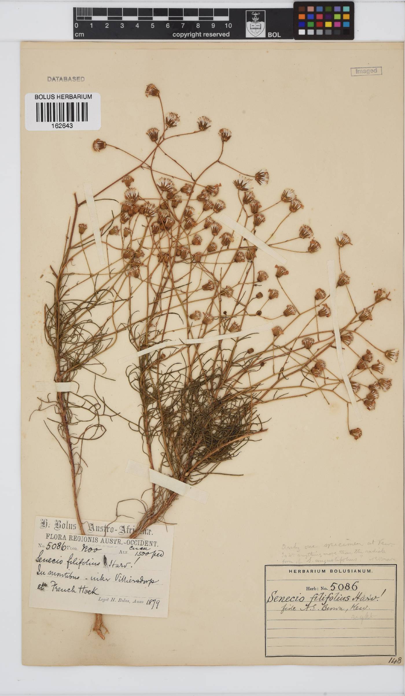 Senecio burchellii image