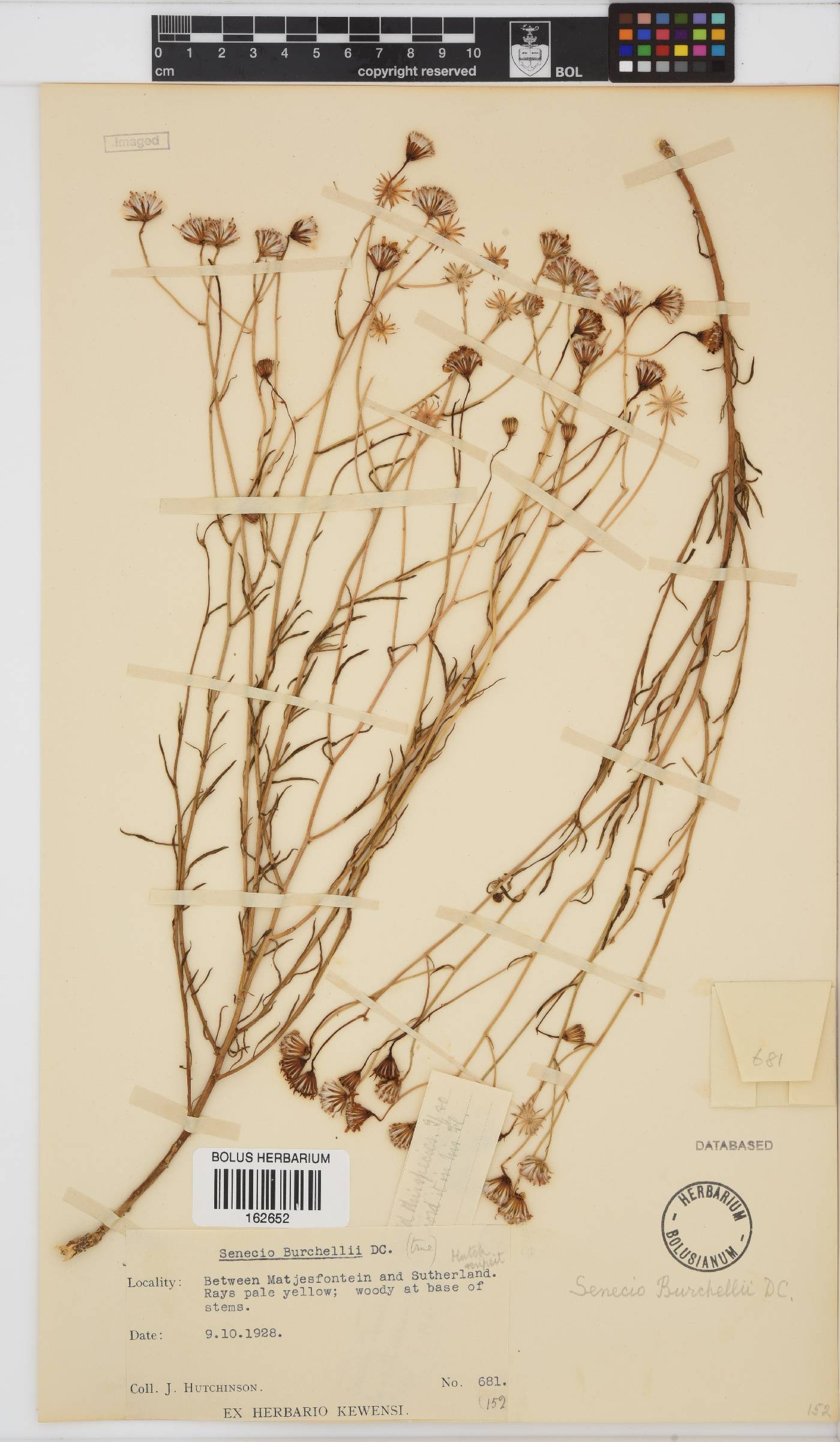 Senecio burchellii image