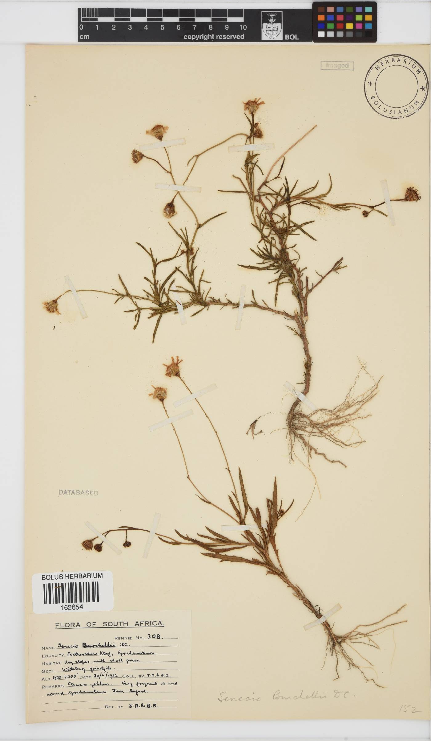 Senecio burchellii image