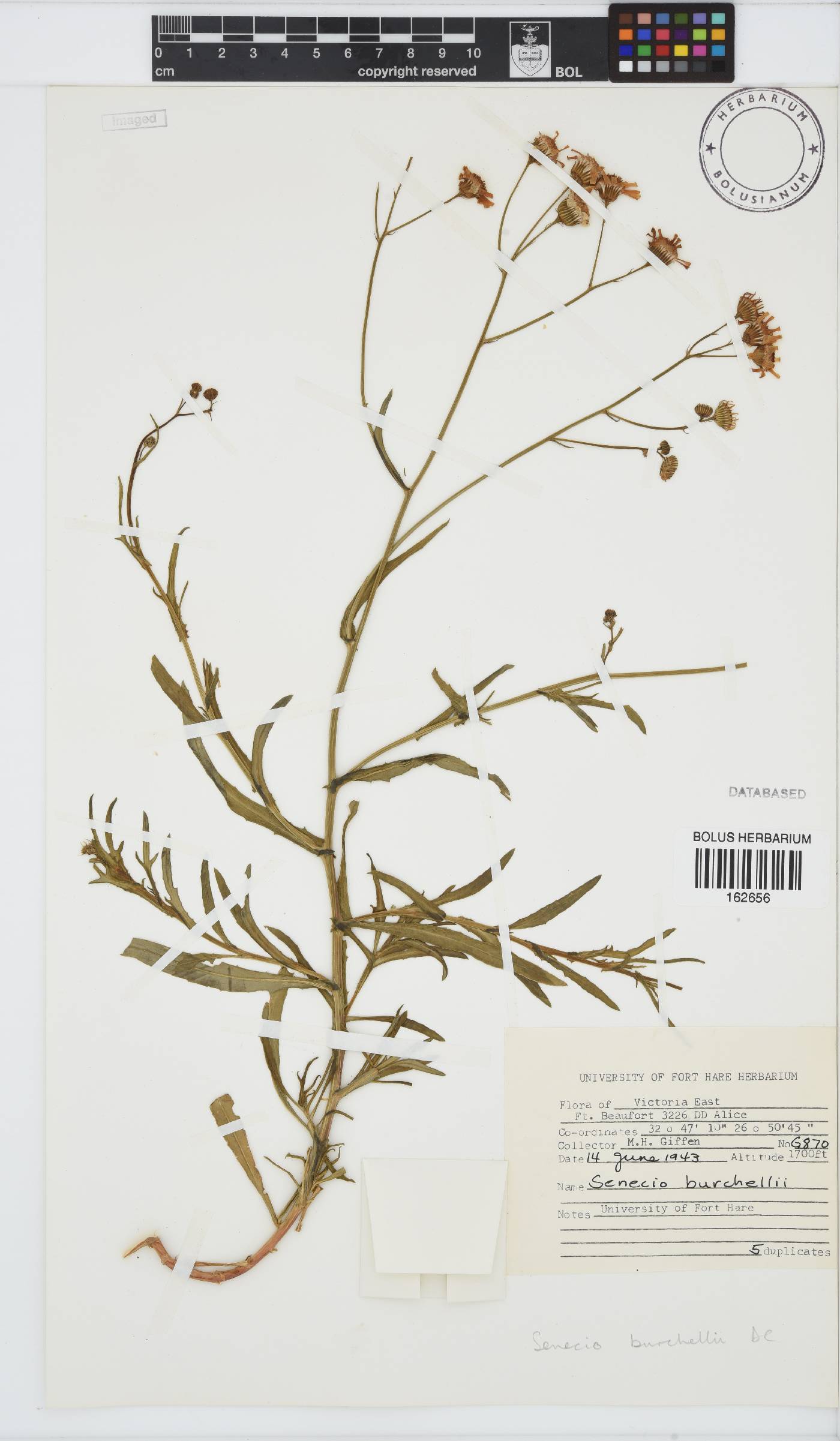 Senecio burchellii image