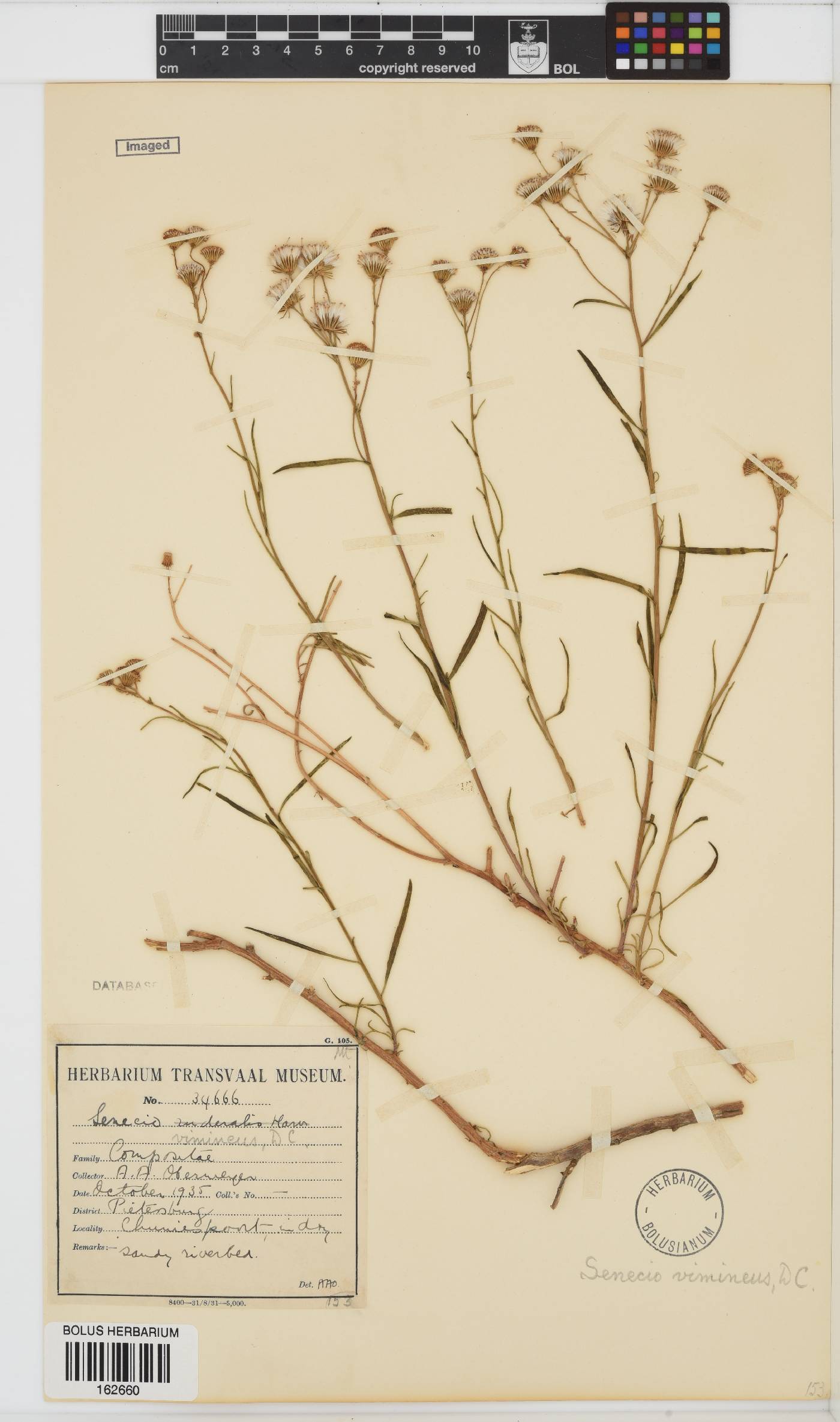 Senecio harveianus image