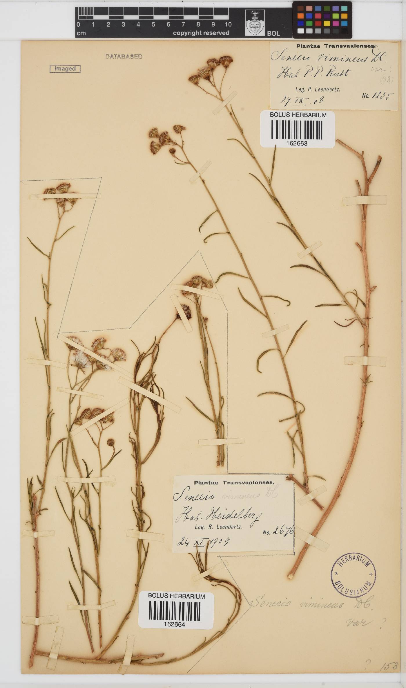 Senecio harveianus image
