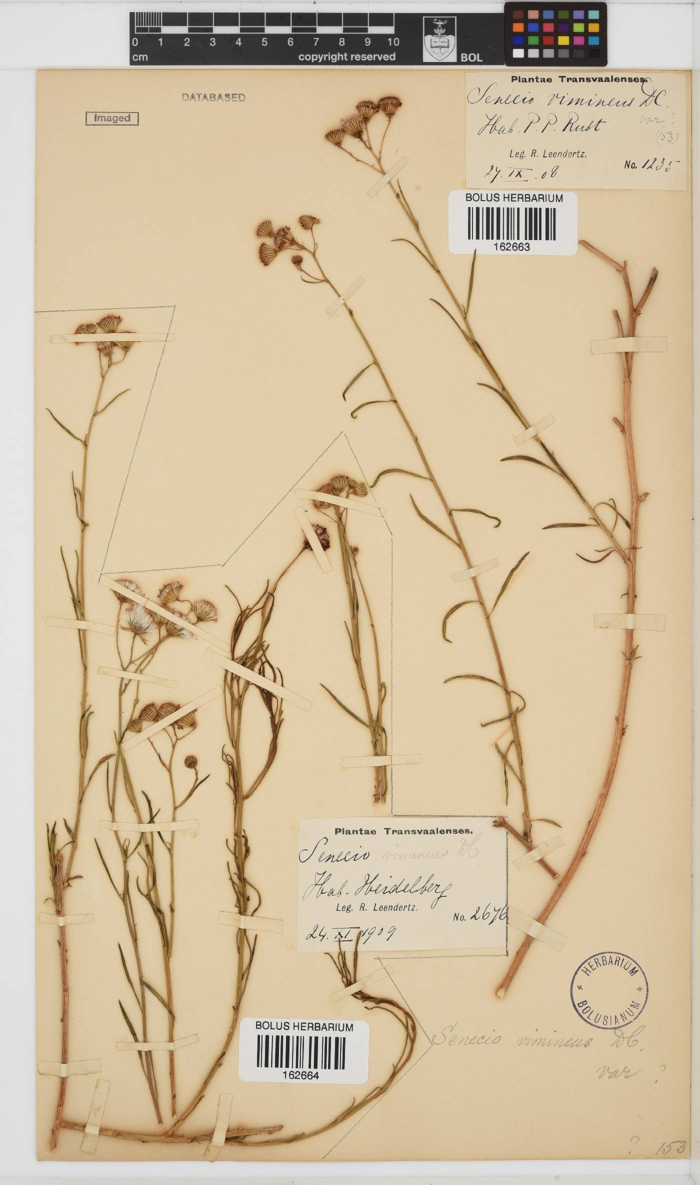 Senecio harveianus image