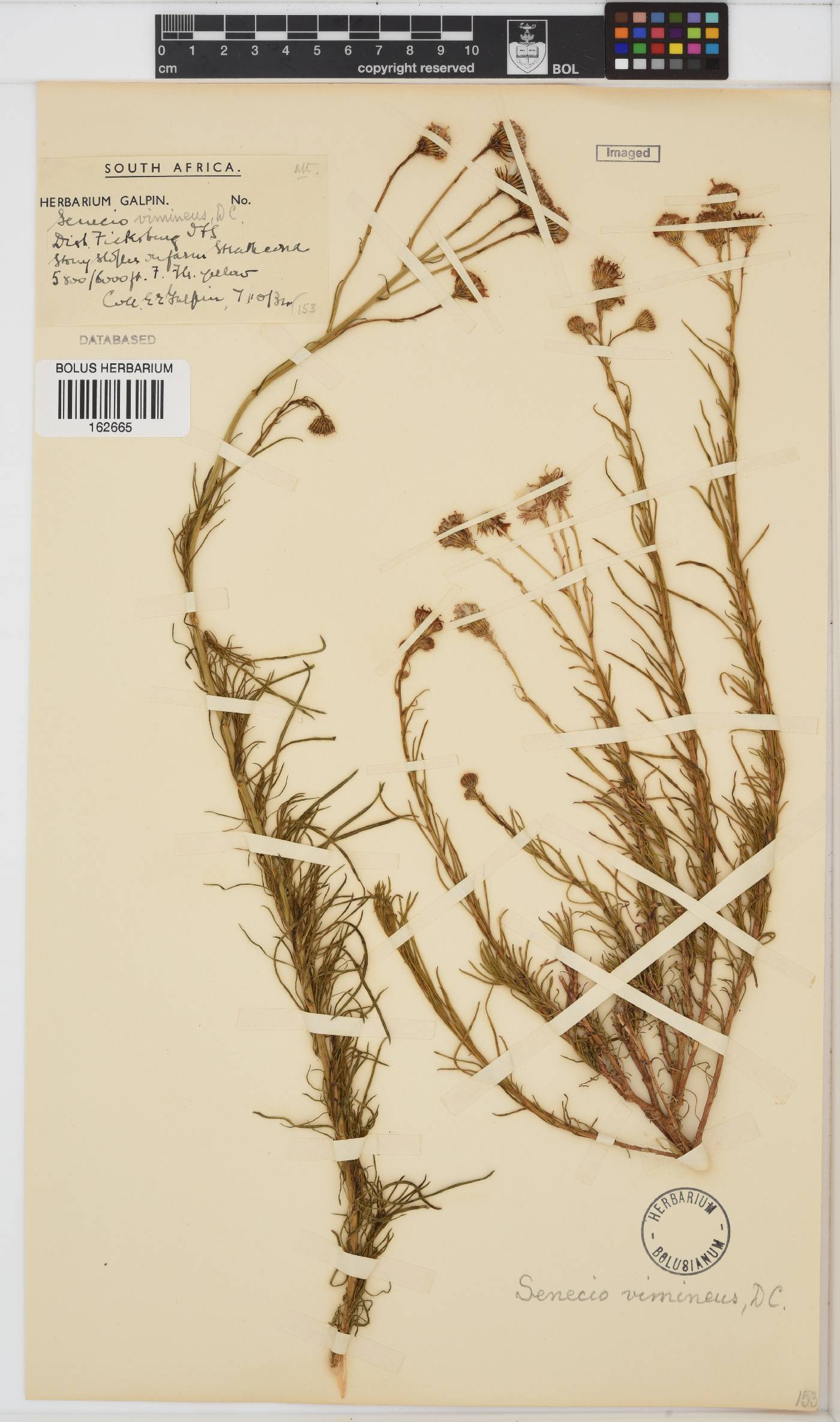 Senecio harveianus image
