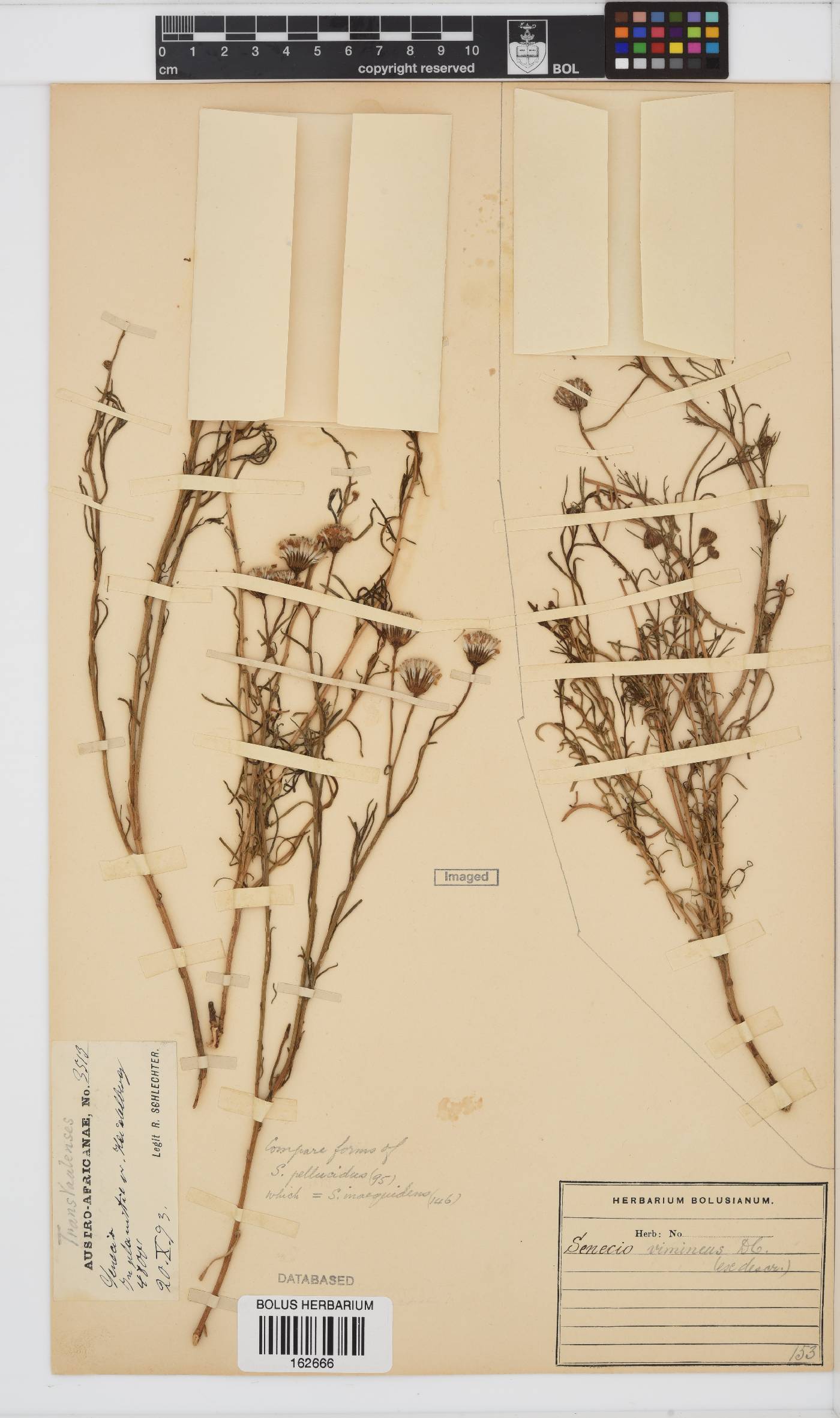 Senecio harveianus image
