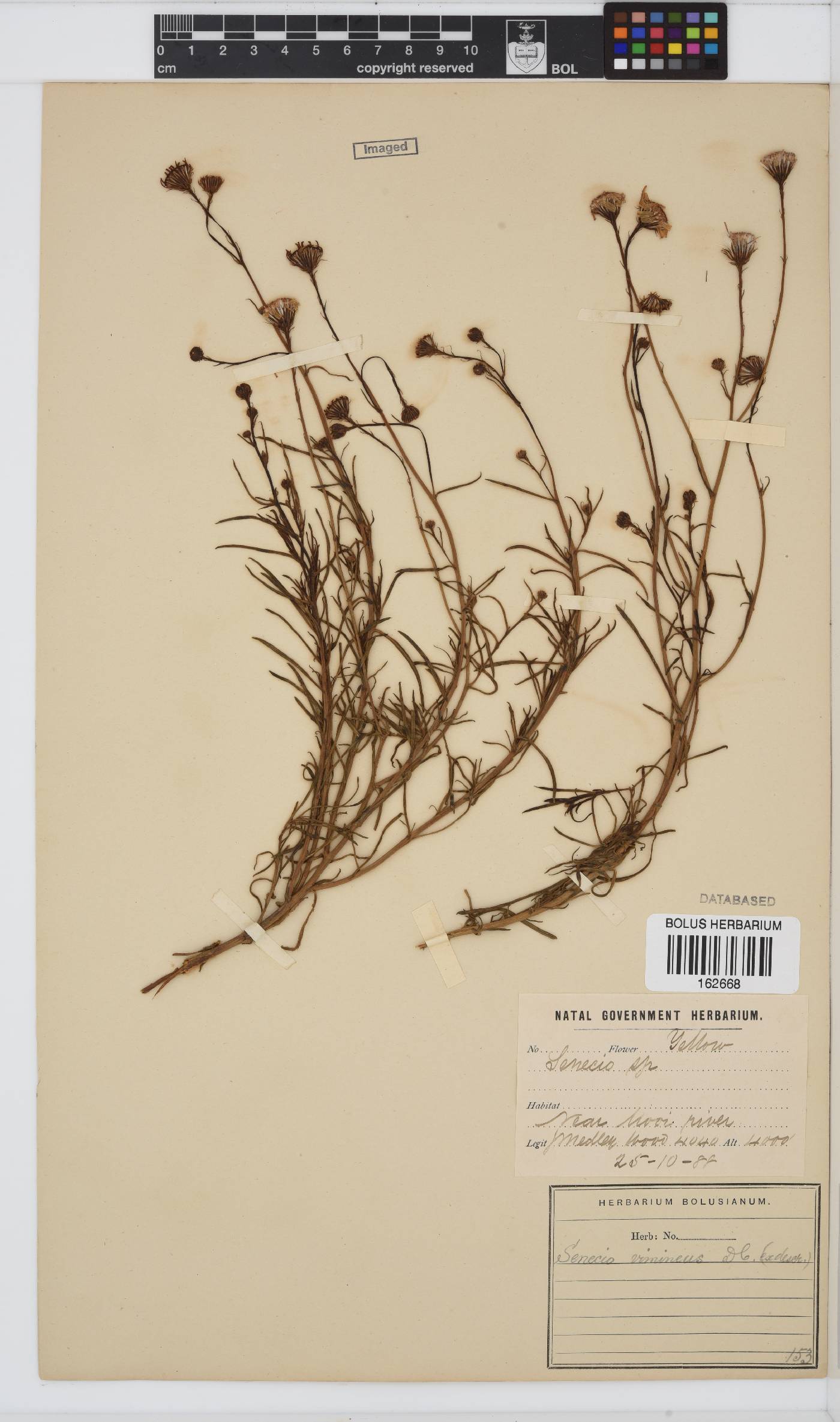 Senecio harveianus image