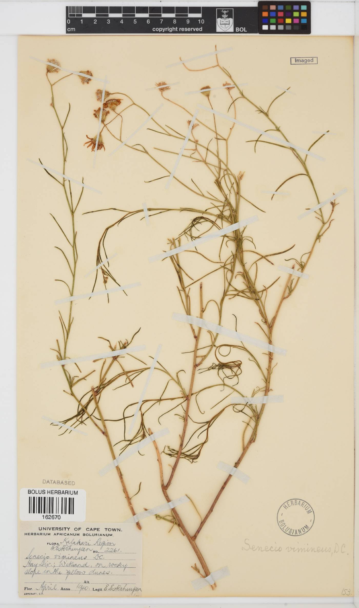 Senecio harveianus image