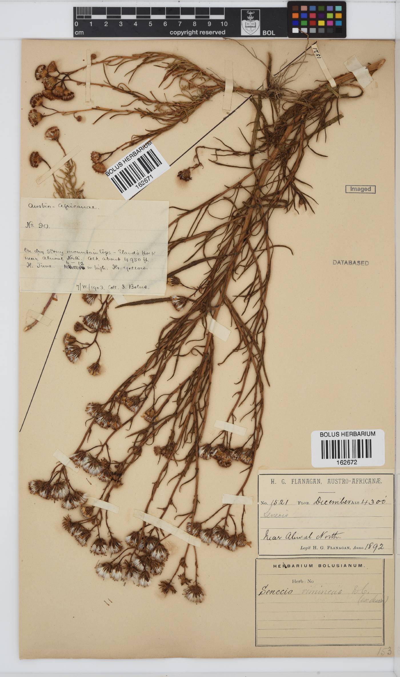 Senecio harveianus image