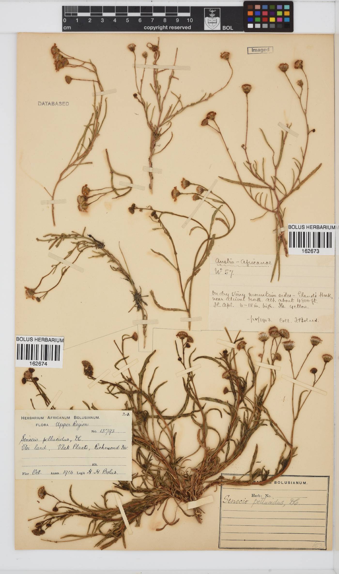 Senecio harveianus image