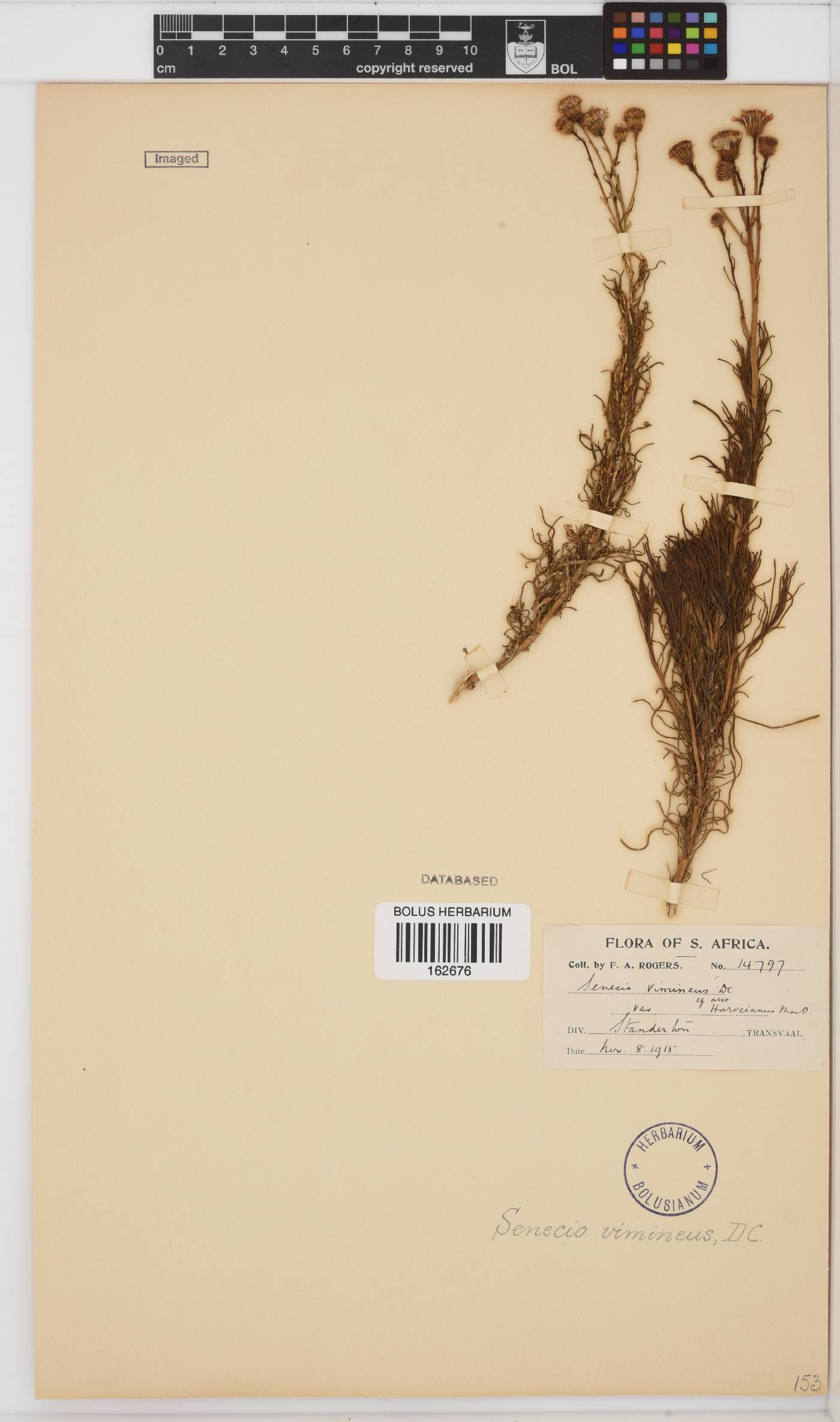 Senecio harveianus image