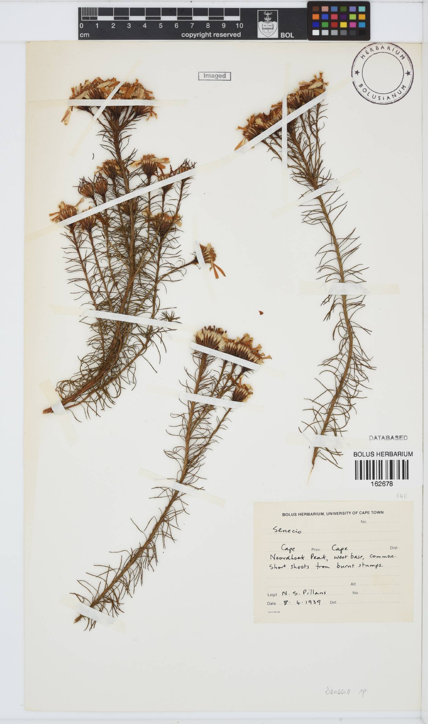 Senecio pinifolius image