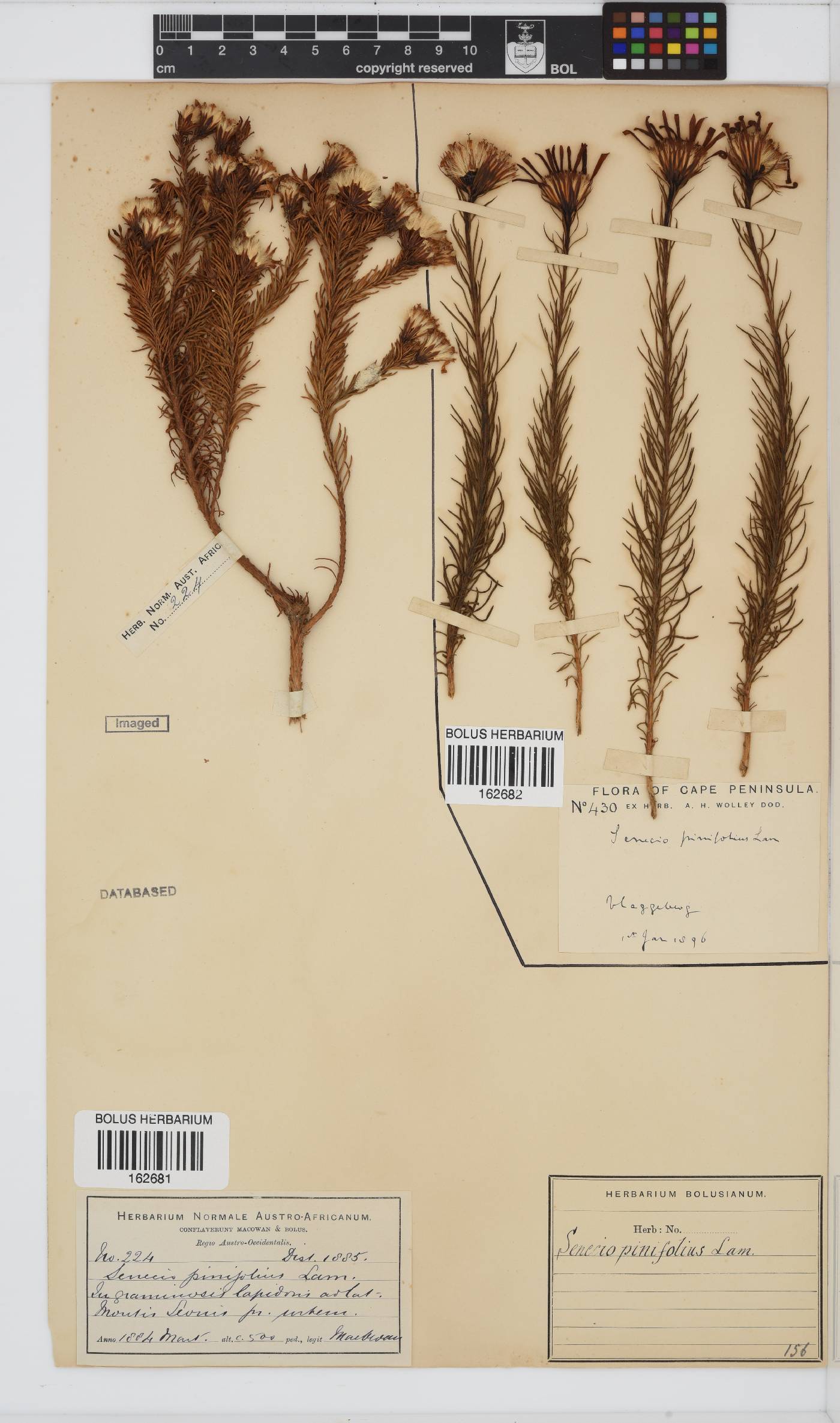 Senecio pinifolius image