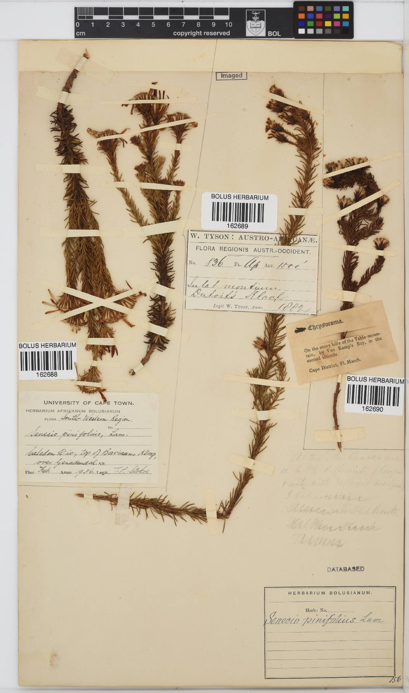 Senecio pinifolius image