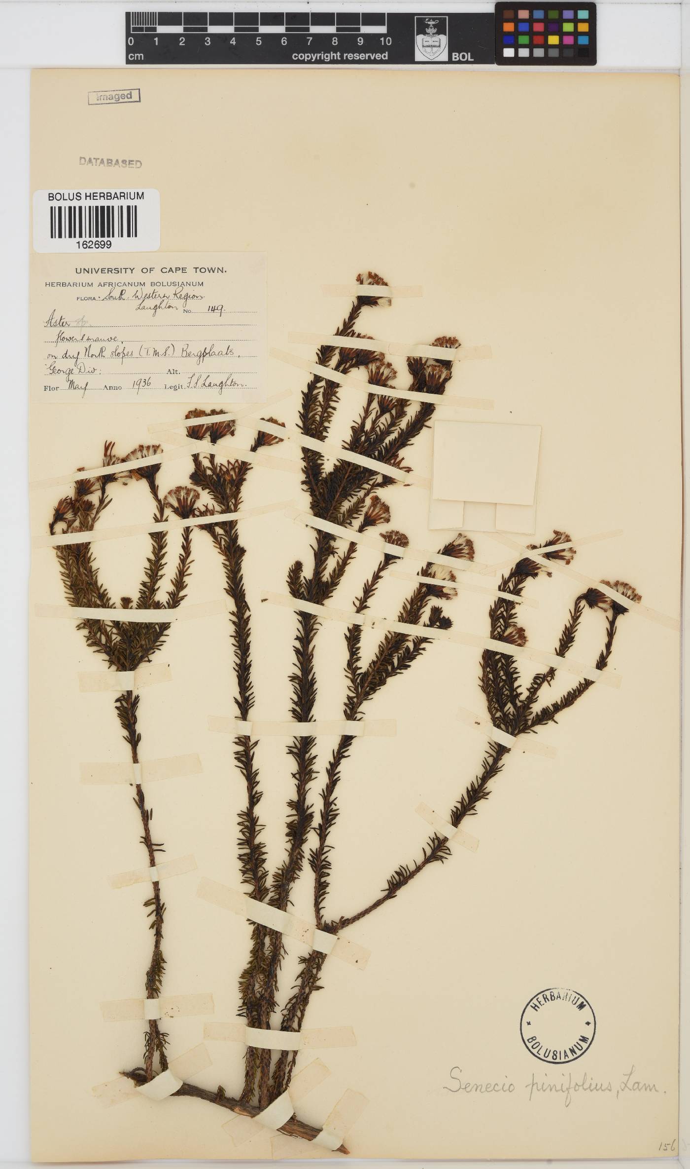 Senecio pinifolius image