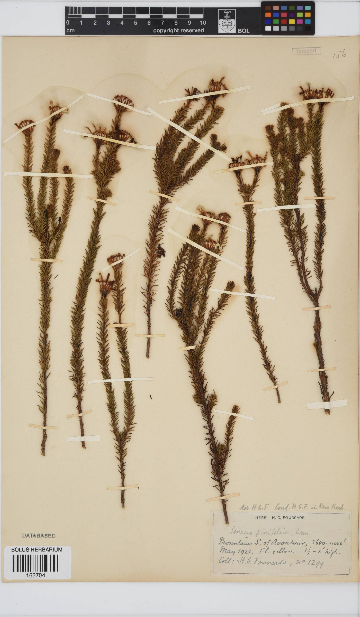 Senecio pinifolius image