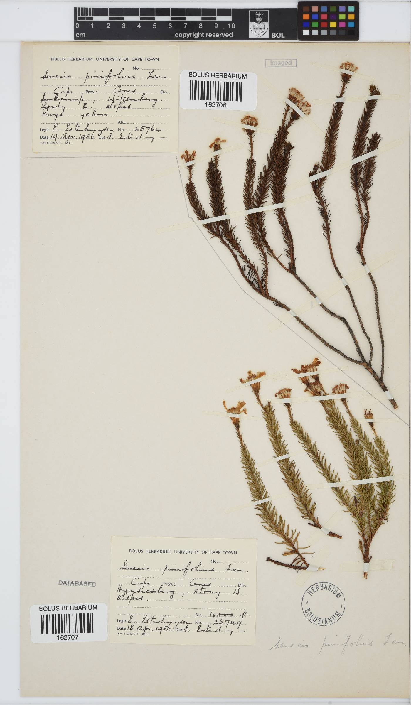 Senecio pinifolius image