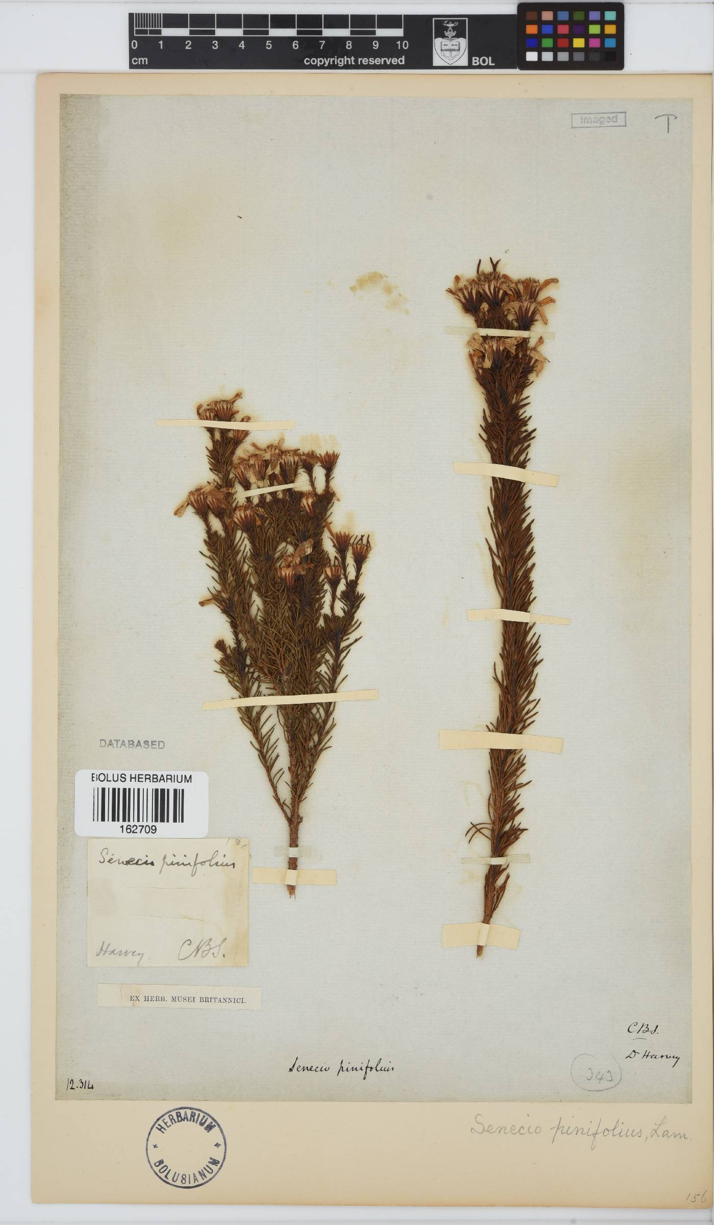 Senecio pinifolius image