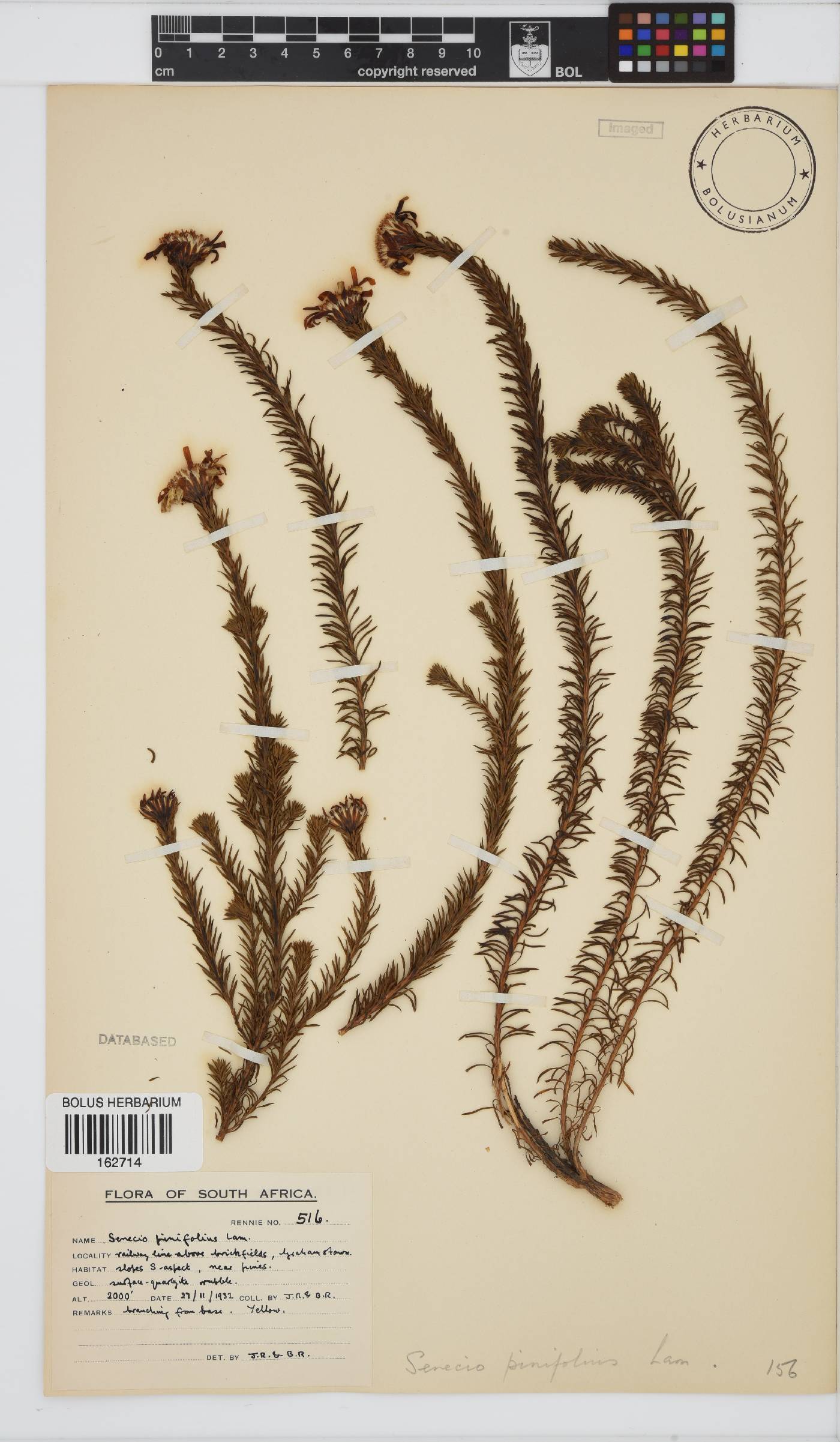 Senecio pinifolius image
