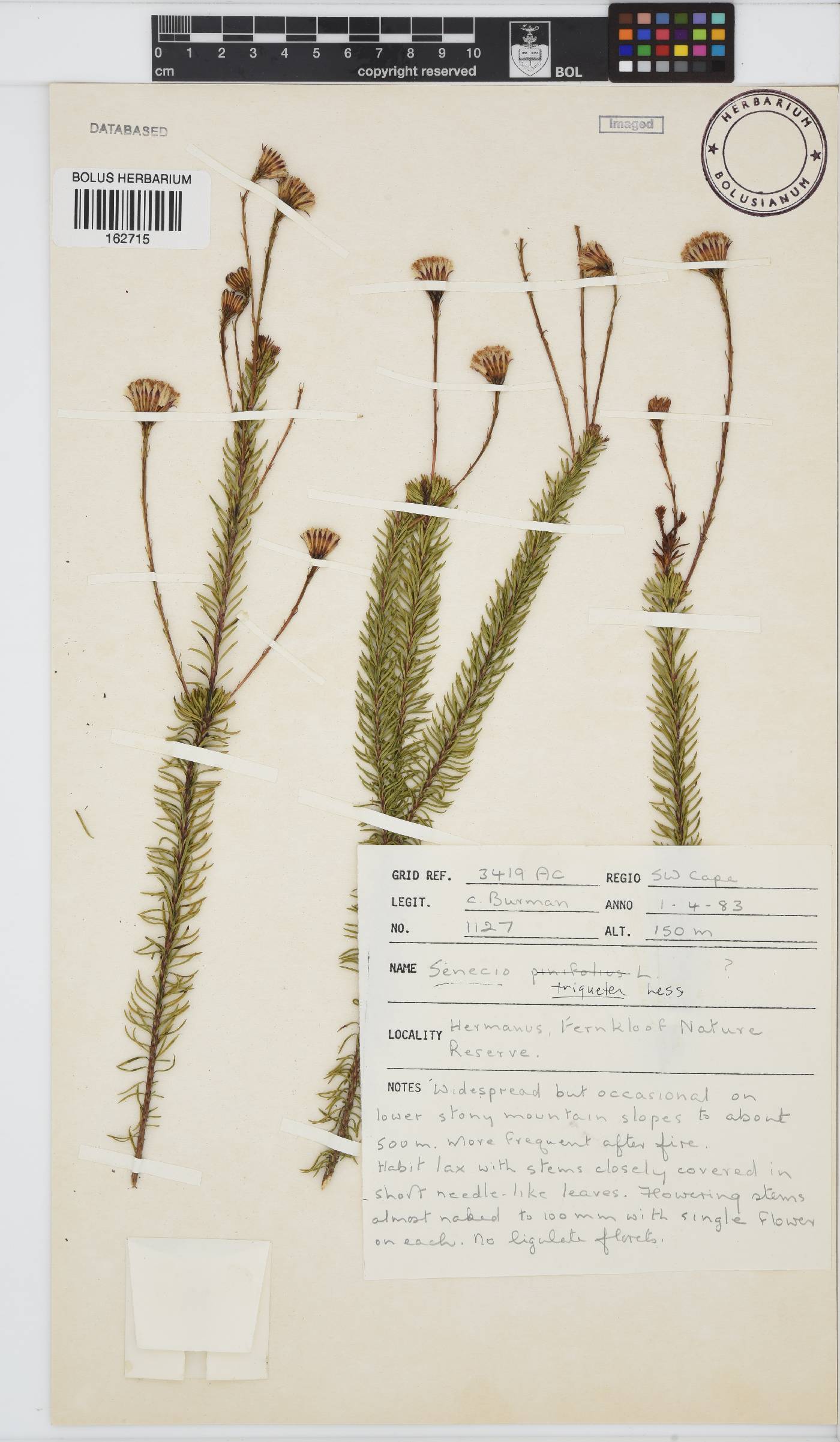 Senecio pinifolius image