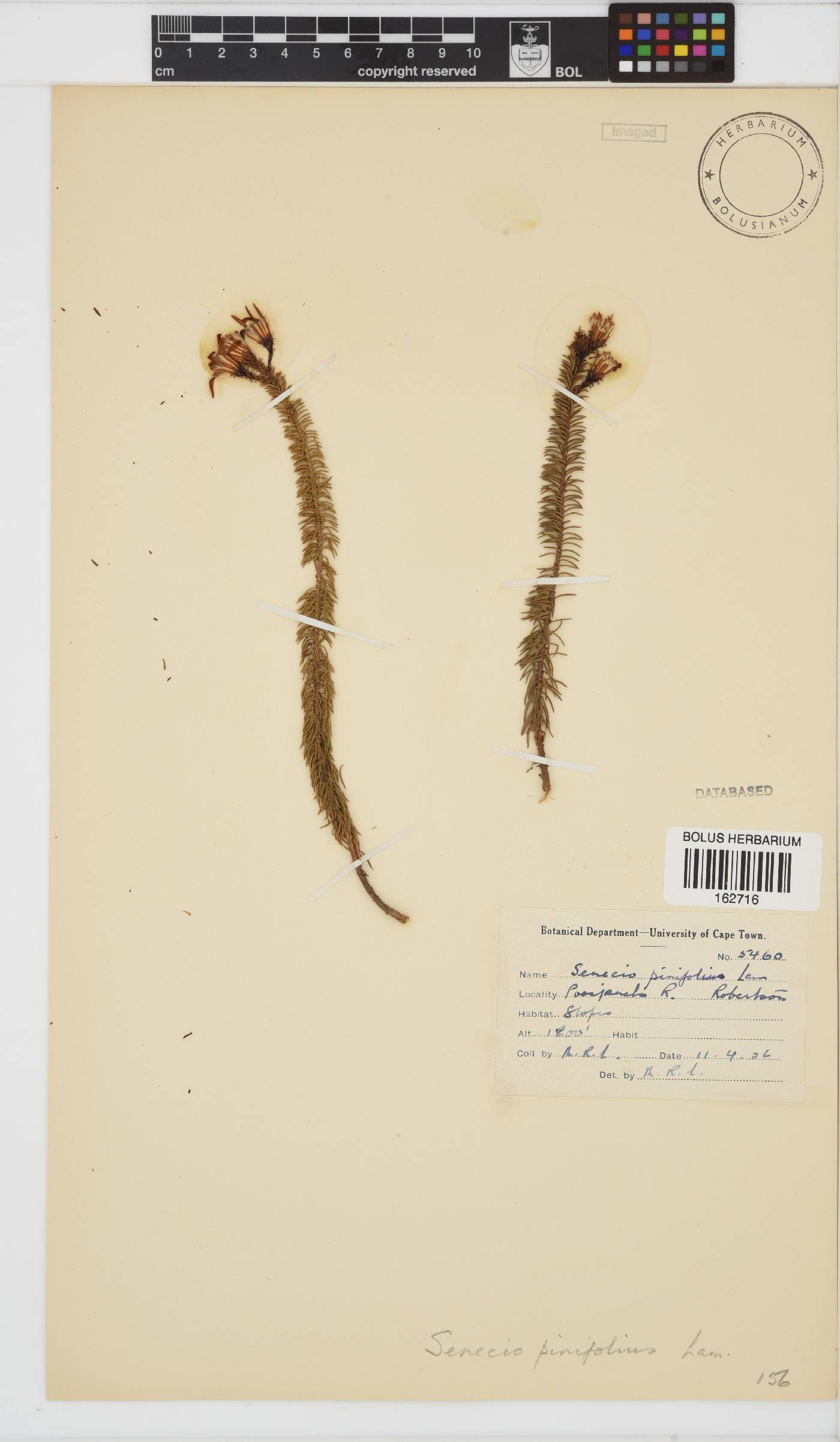 Senecio pinifolius image