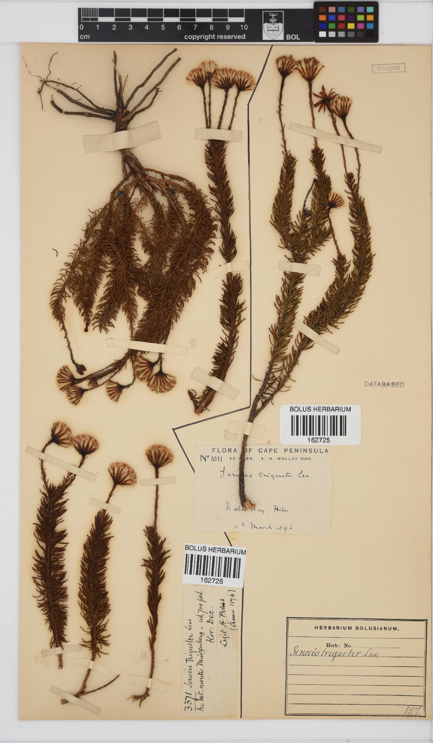 Senecio triqueter image
