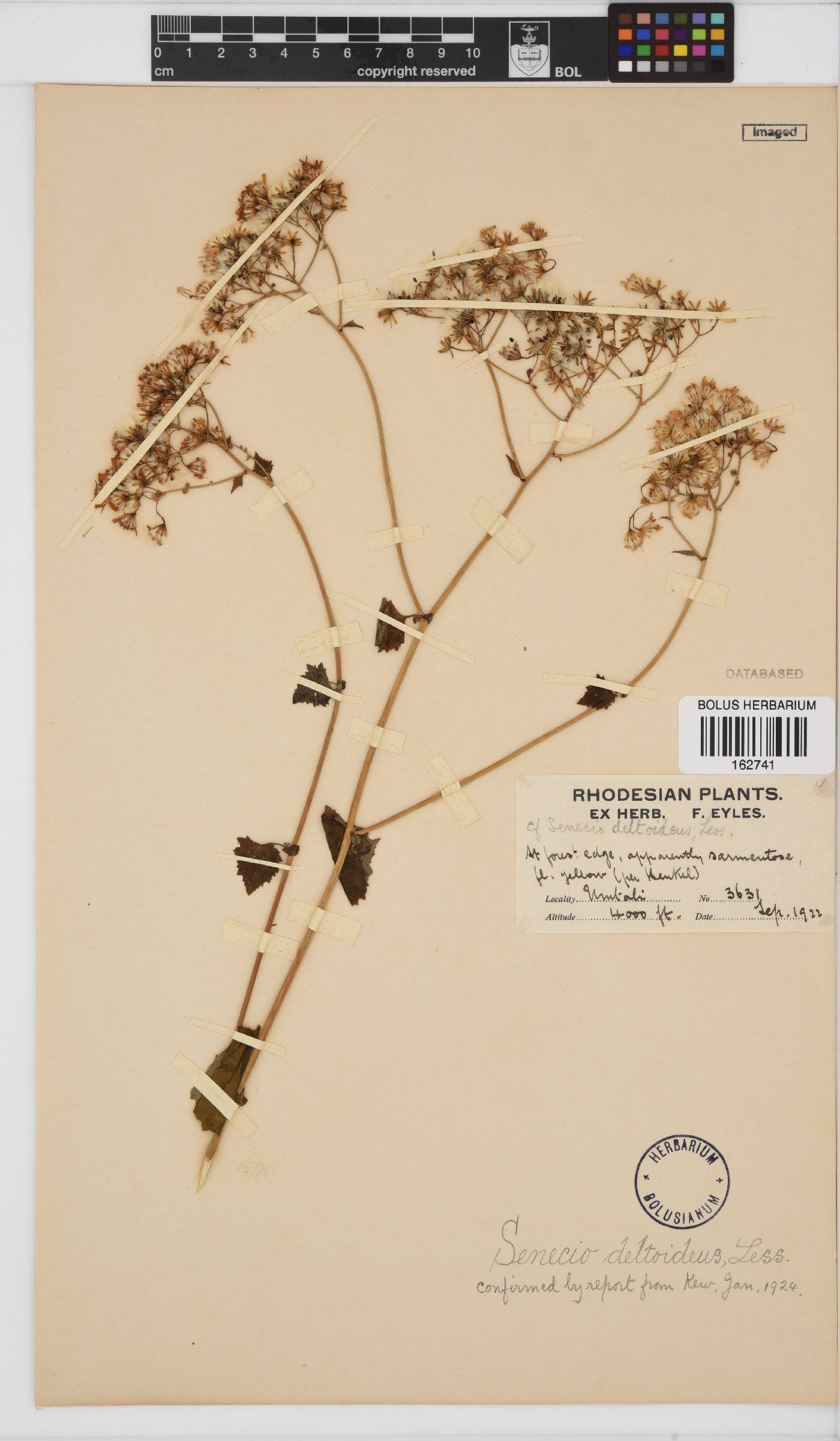 Senecio deltoideus image