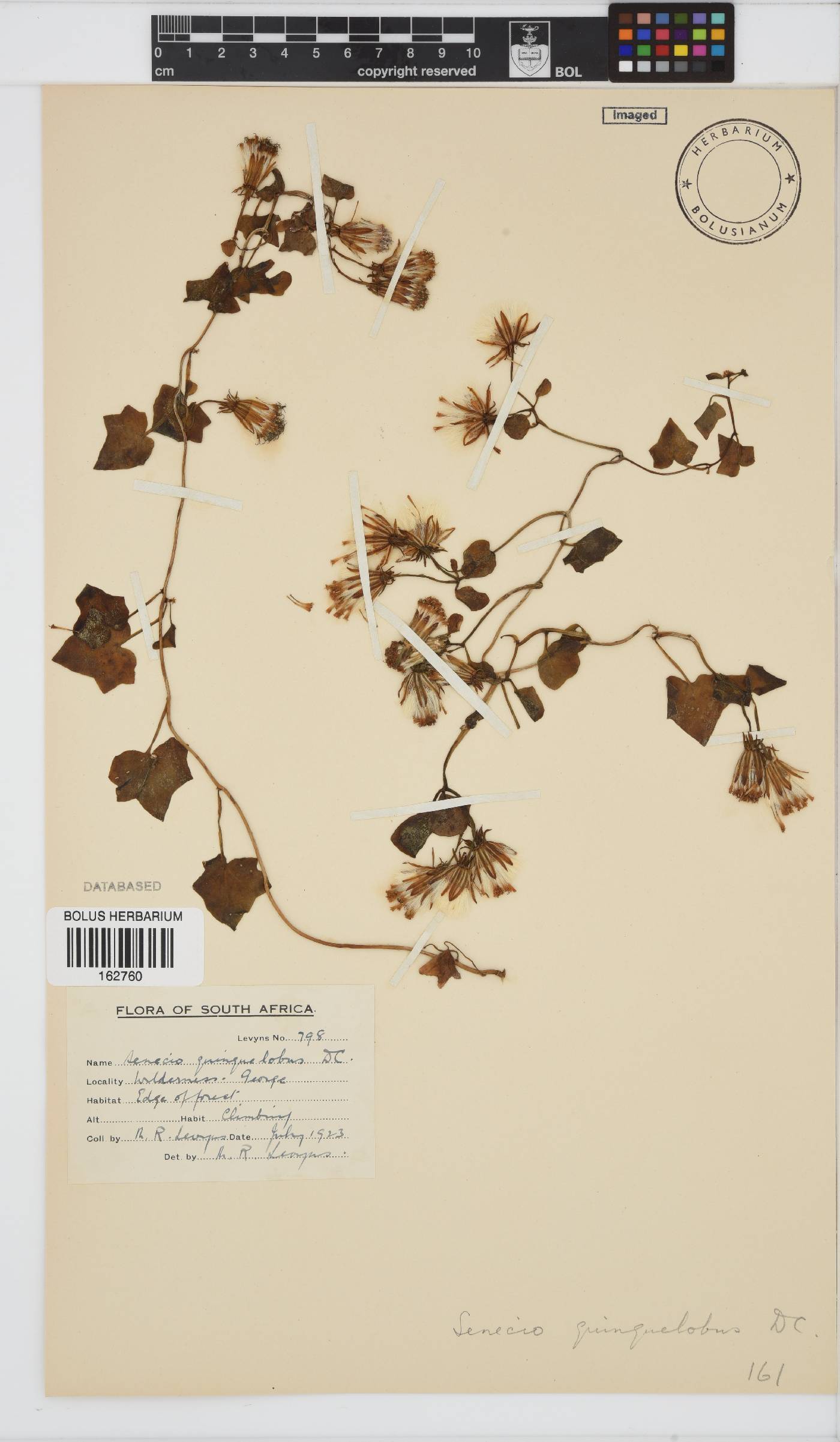 Senecio quinquelobus image