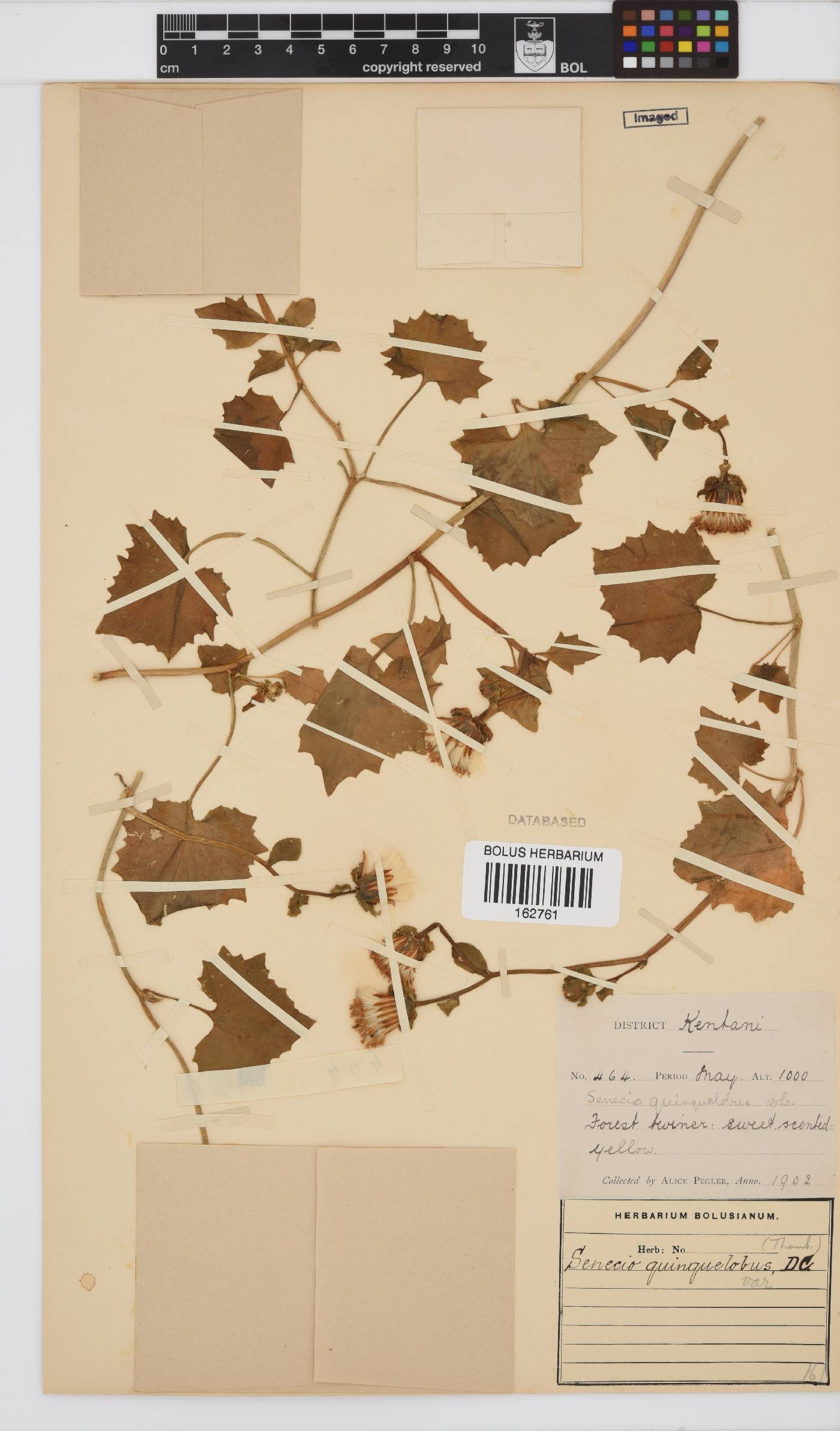 Senecio quinquelobus image