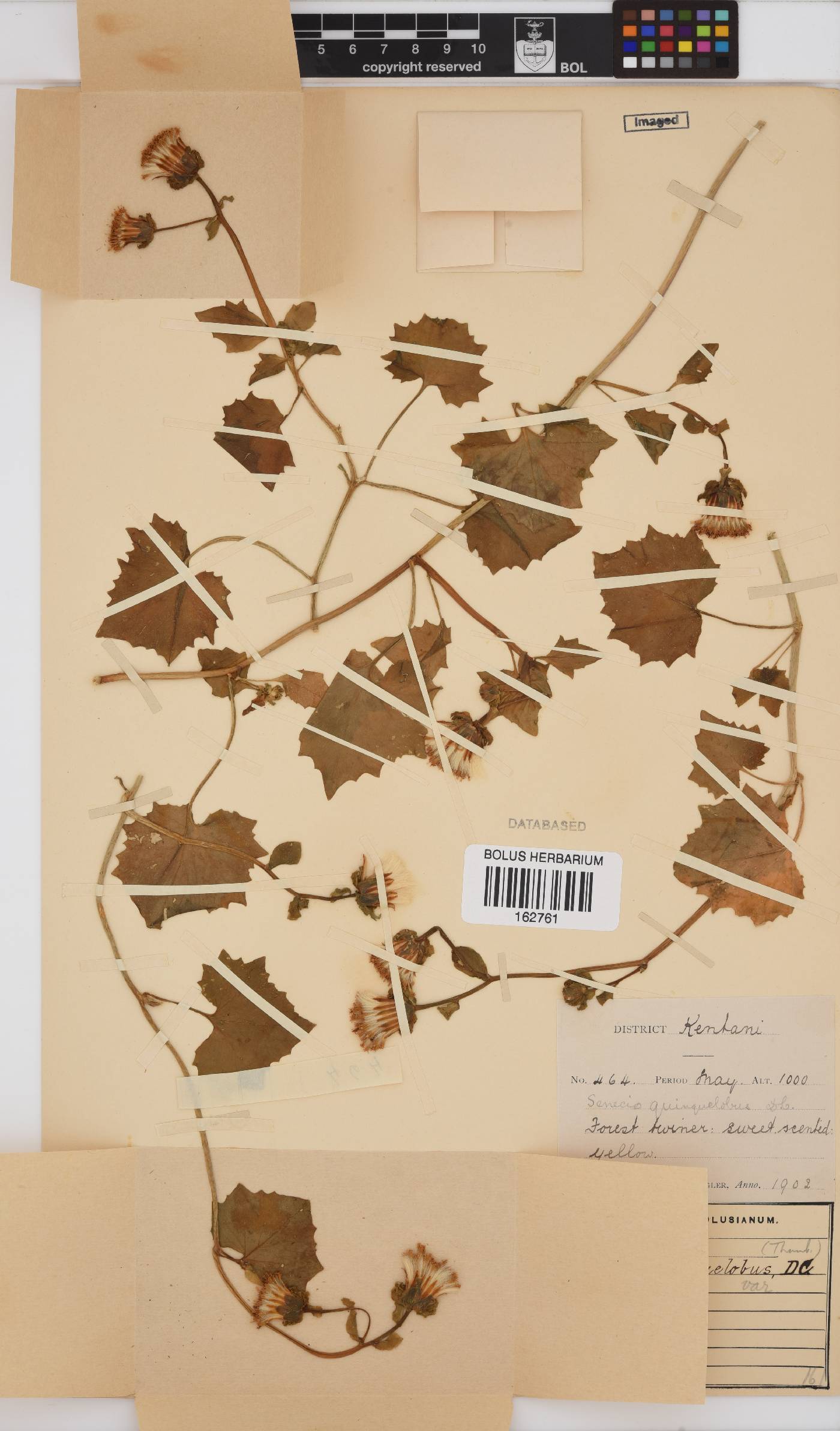 Senecio quinquelobus image