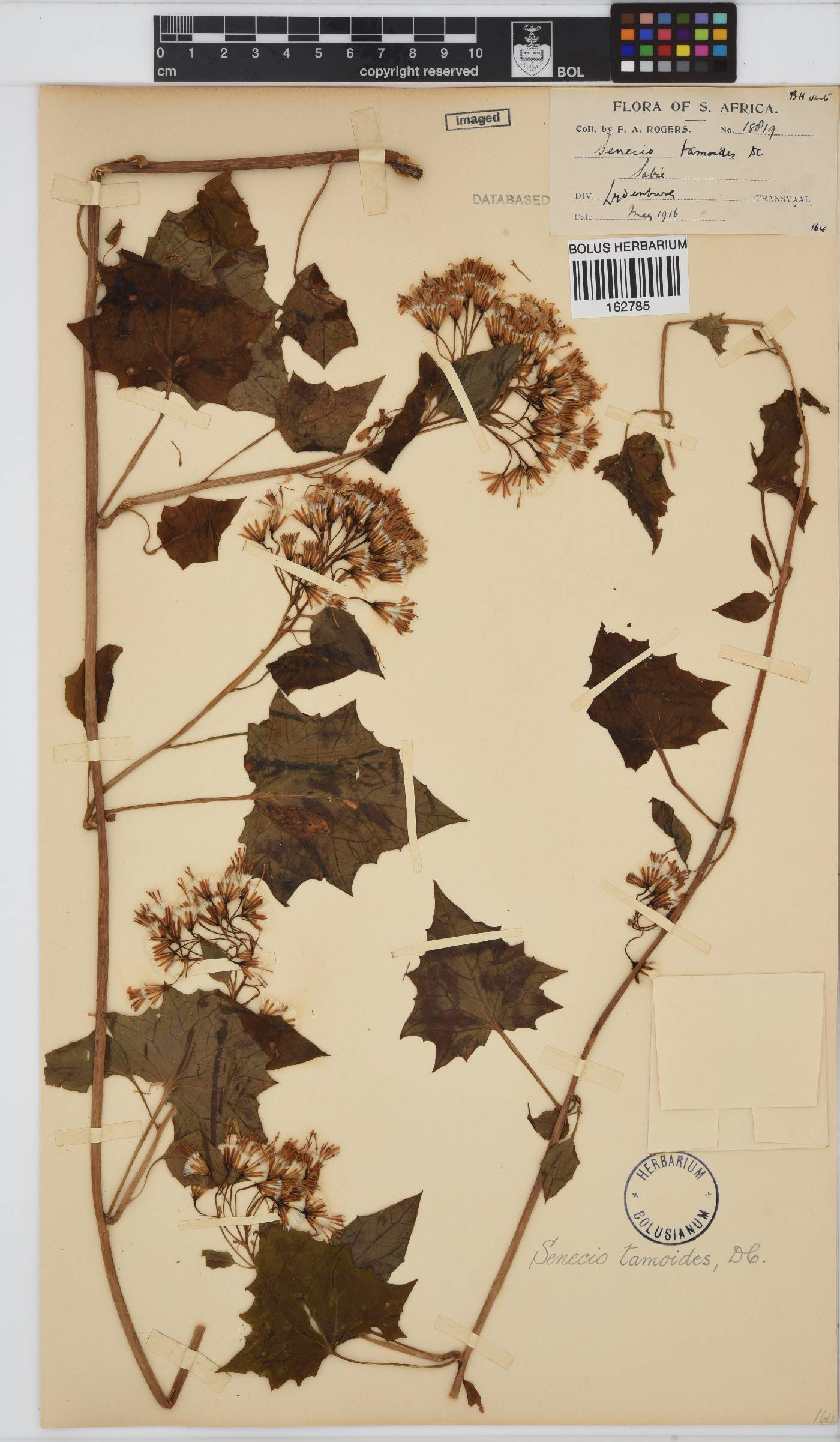 Senecio tamoides image