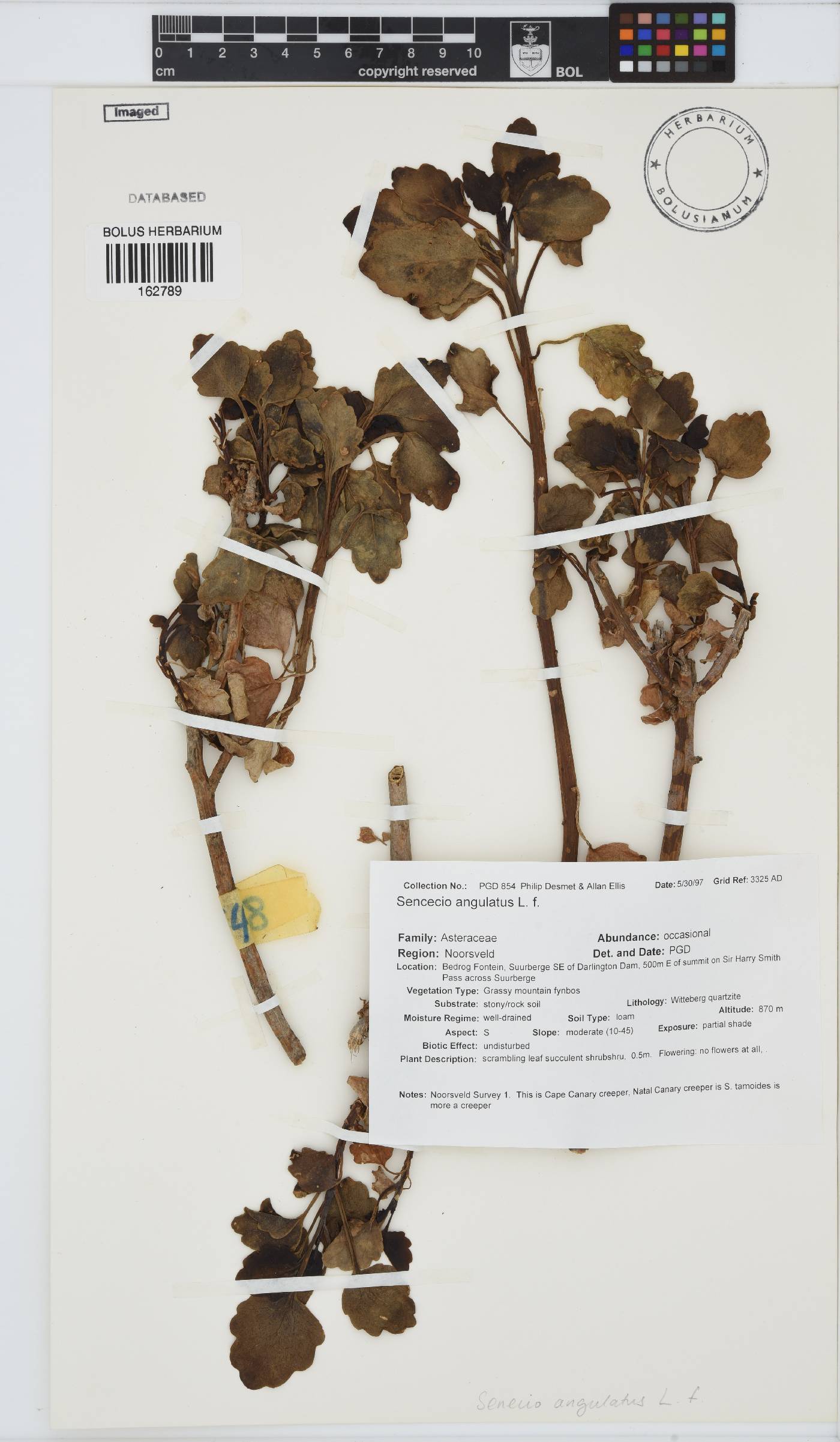 Senecio angulatus image