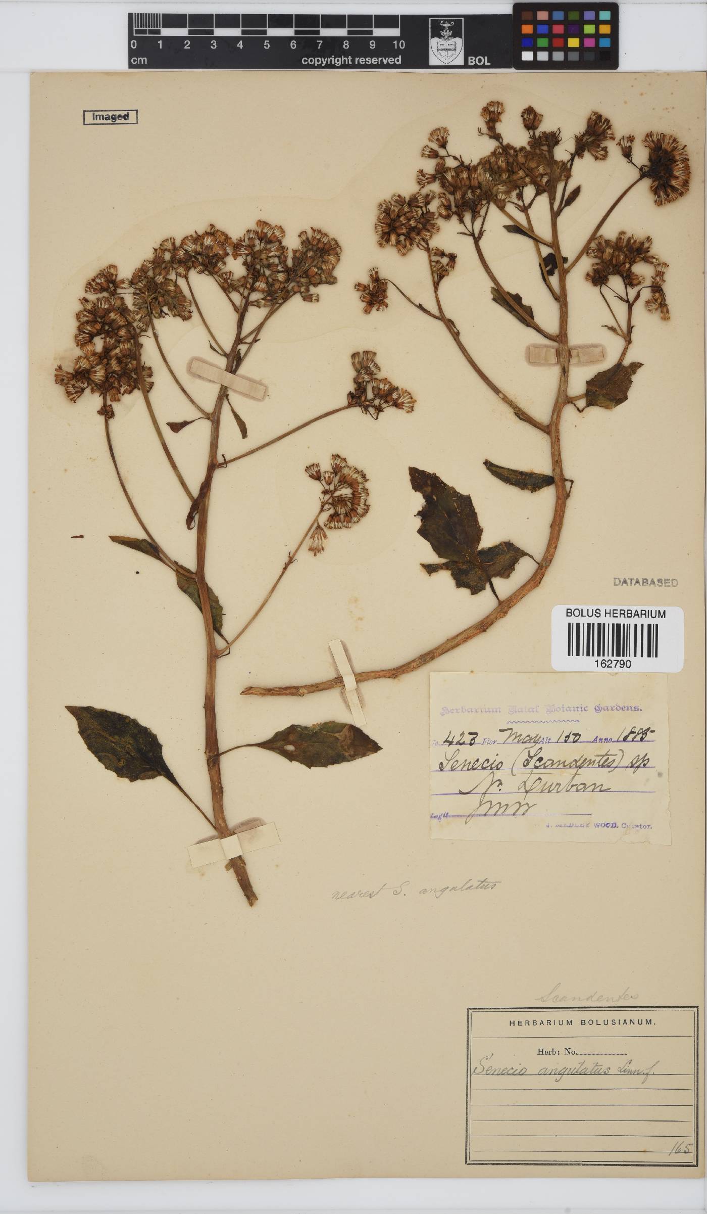 Senecio angulatus image