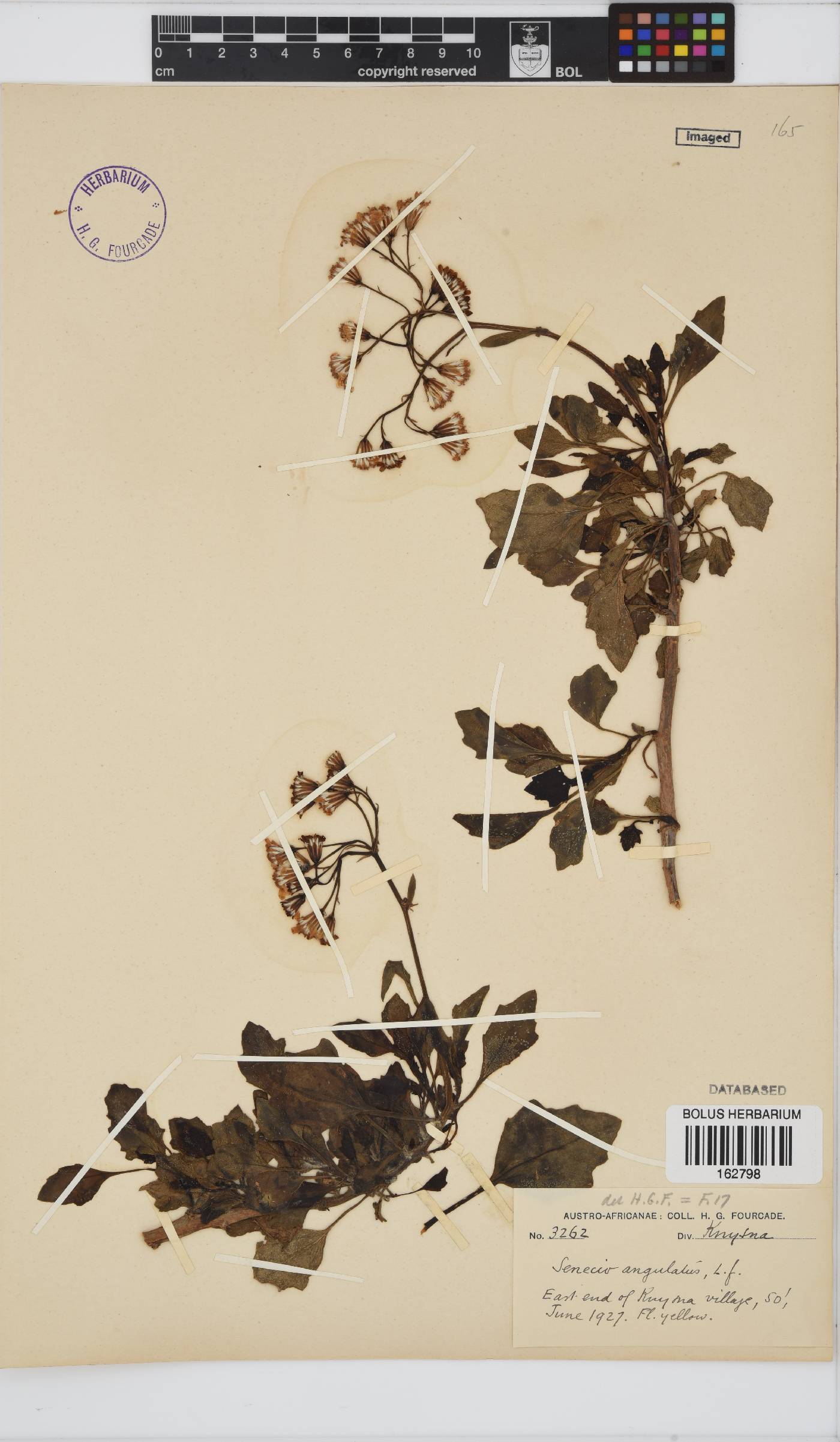 Senecio angulatus image