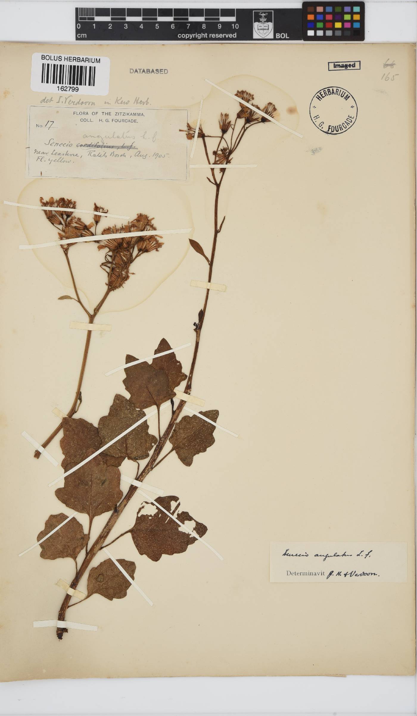 Senecio angulatus image