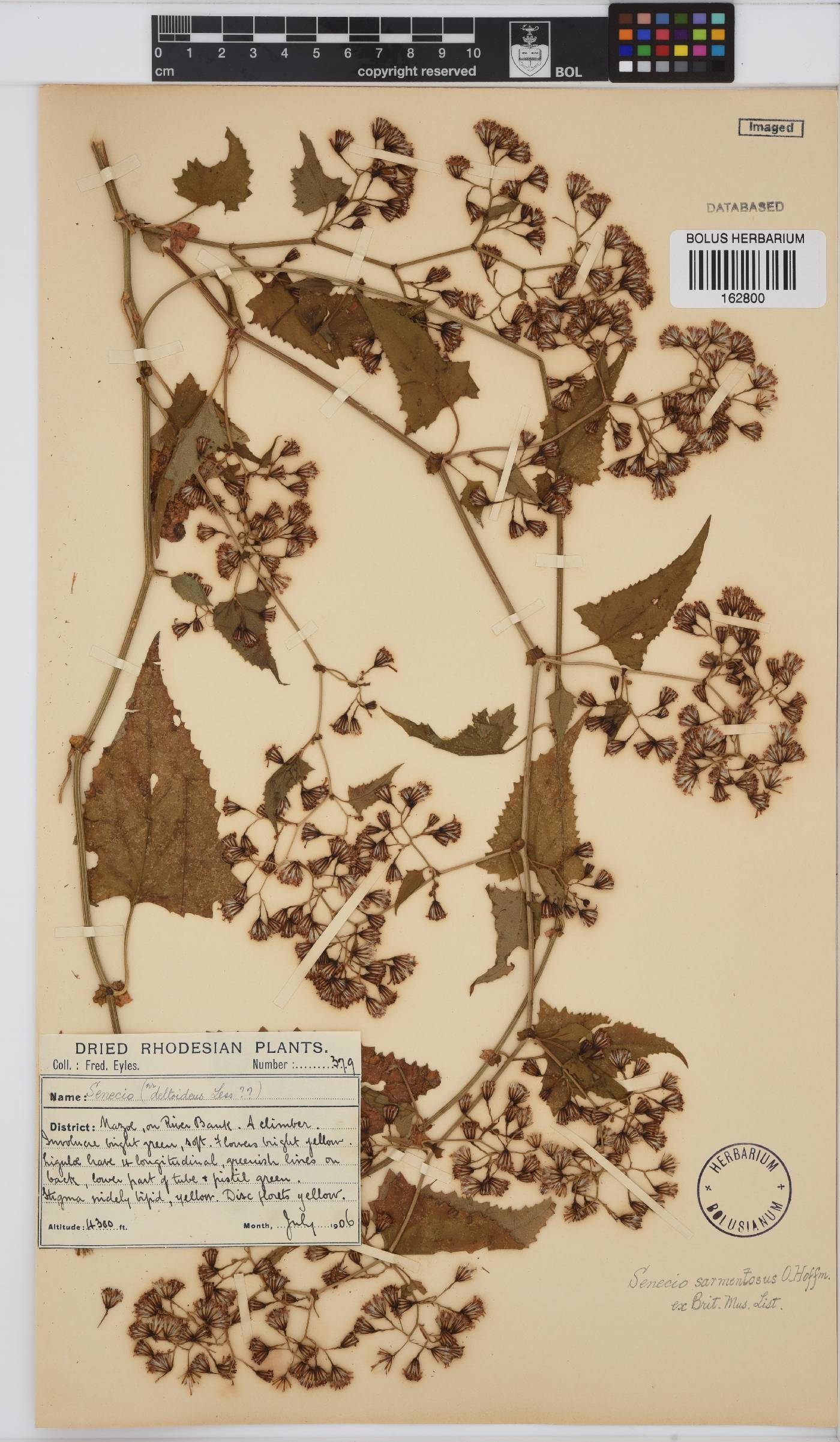 Senecio deltoideus image