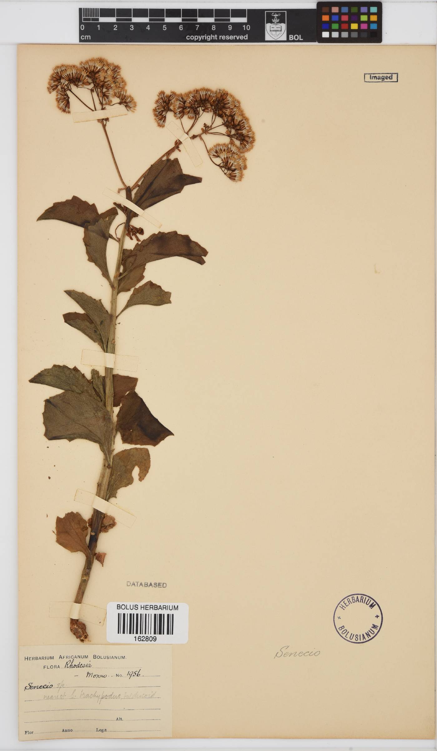 Senecio pleistocephalus image