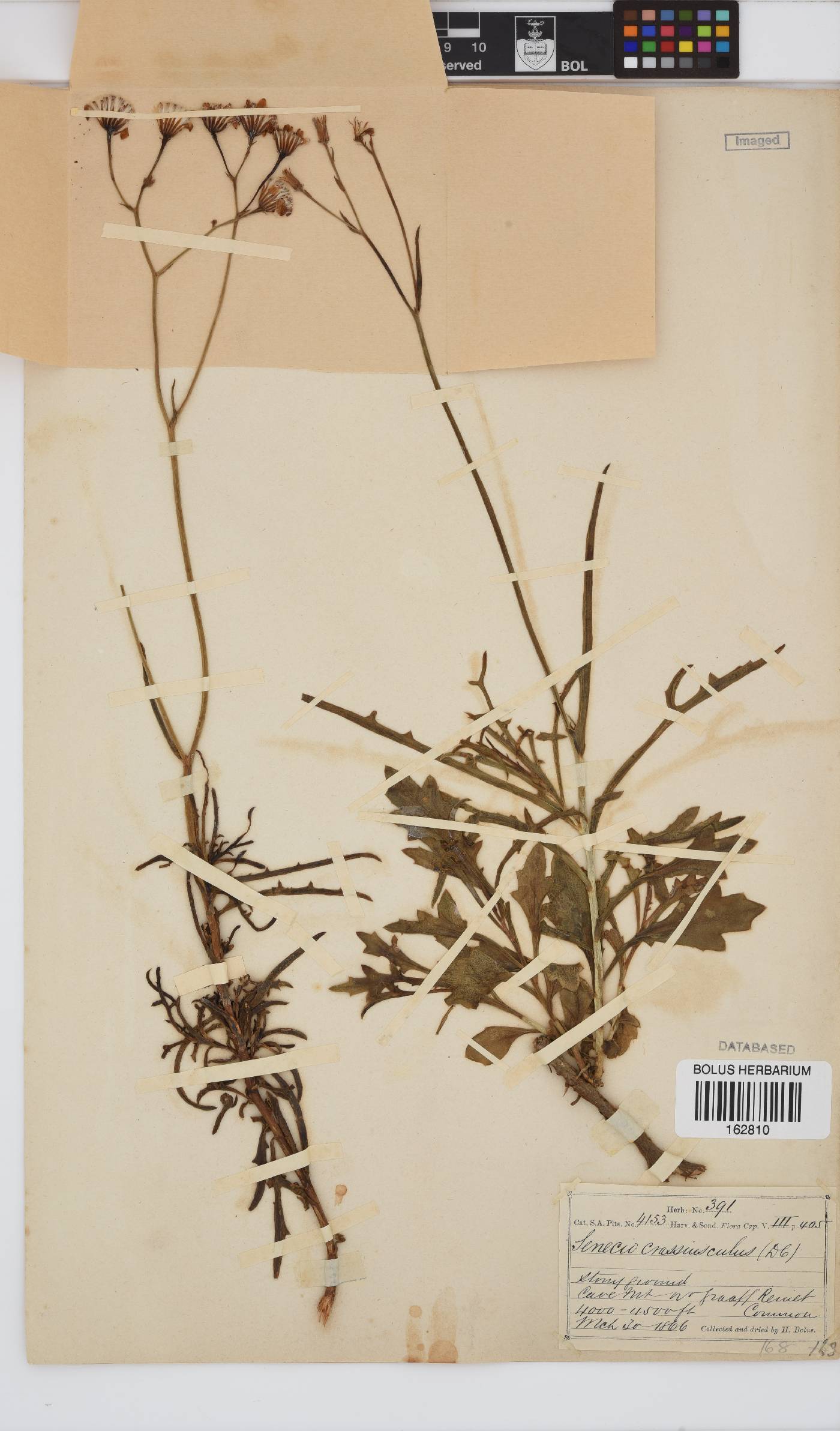 Senecio crassiusculus image