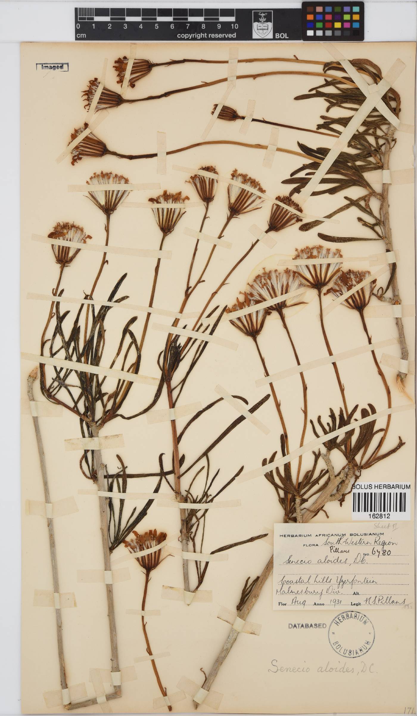 Senecio aloides image