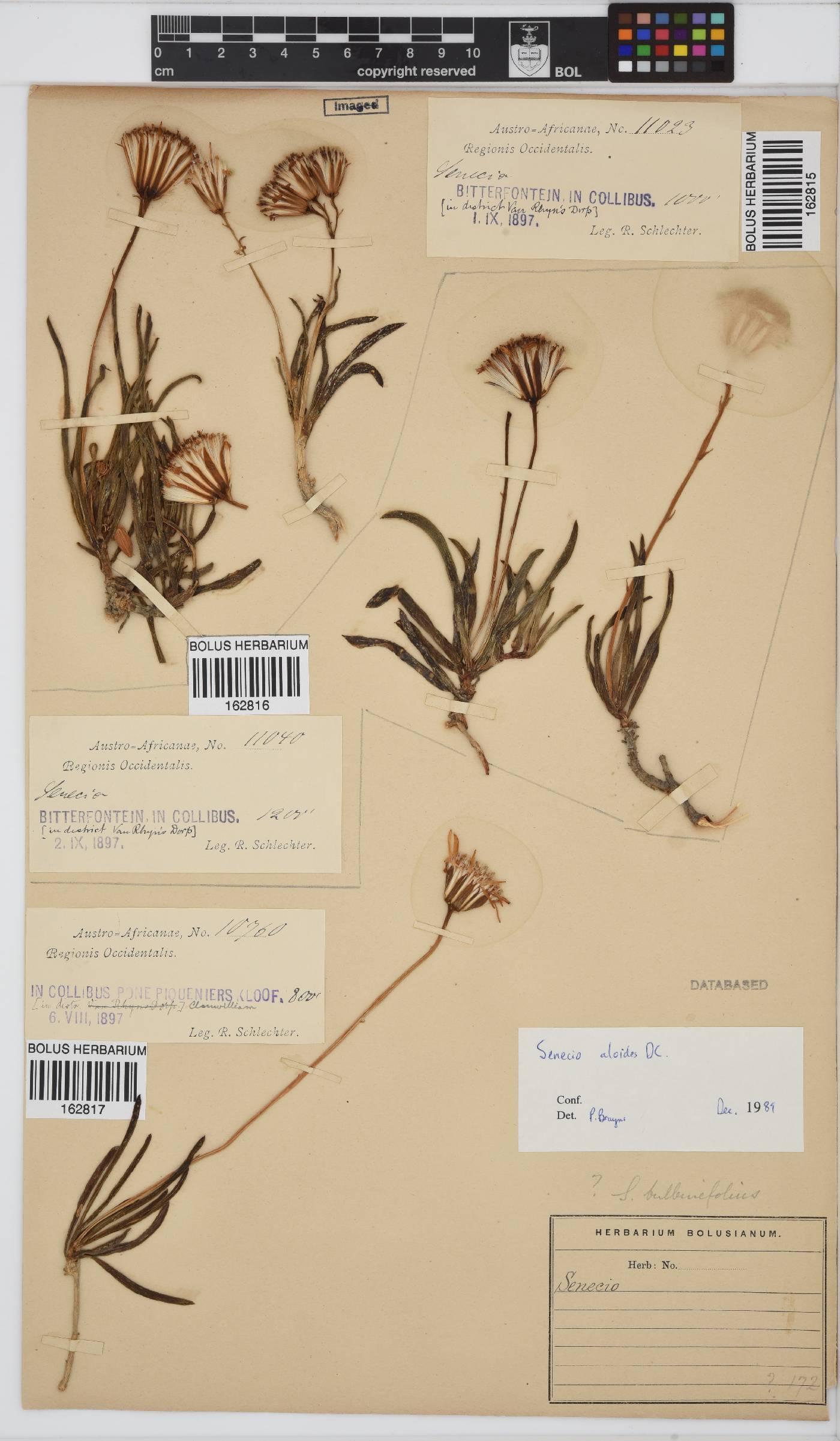 Senecio aloides image