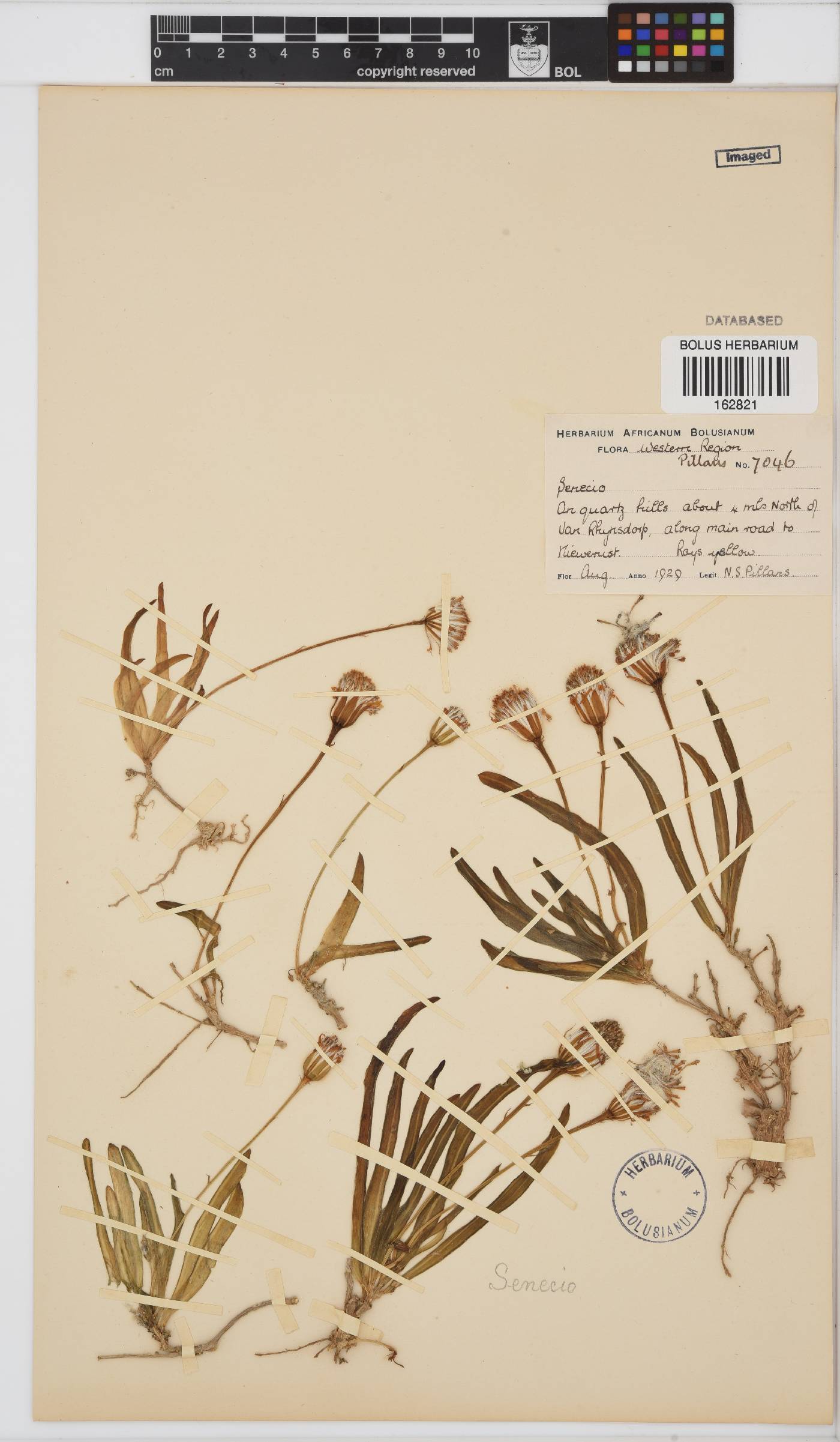 Senecio bulbinifolius image