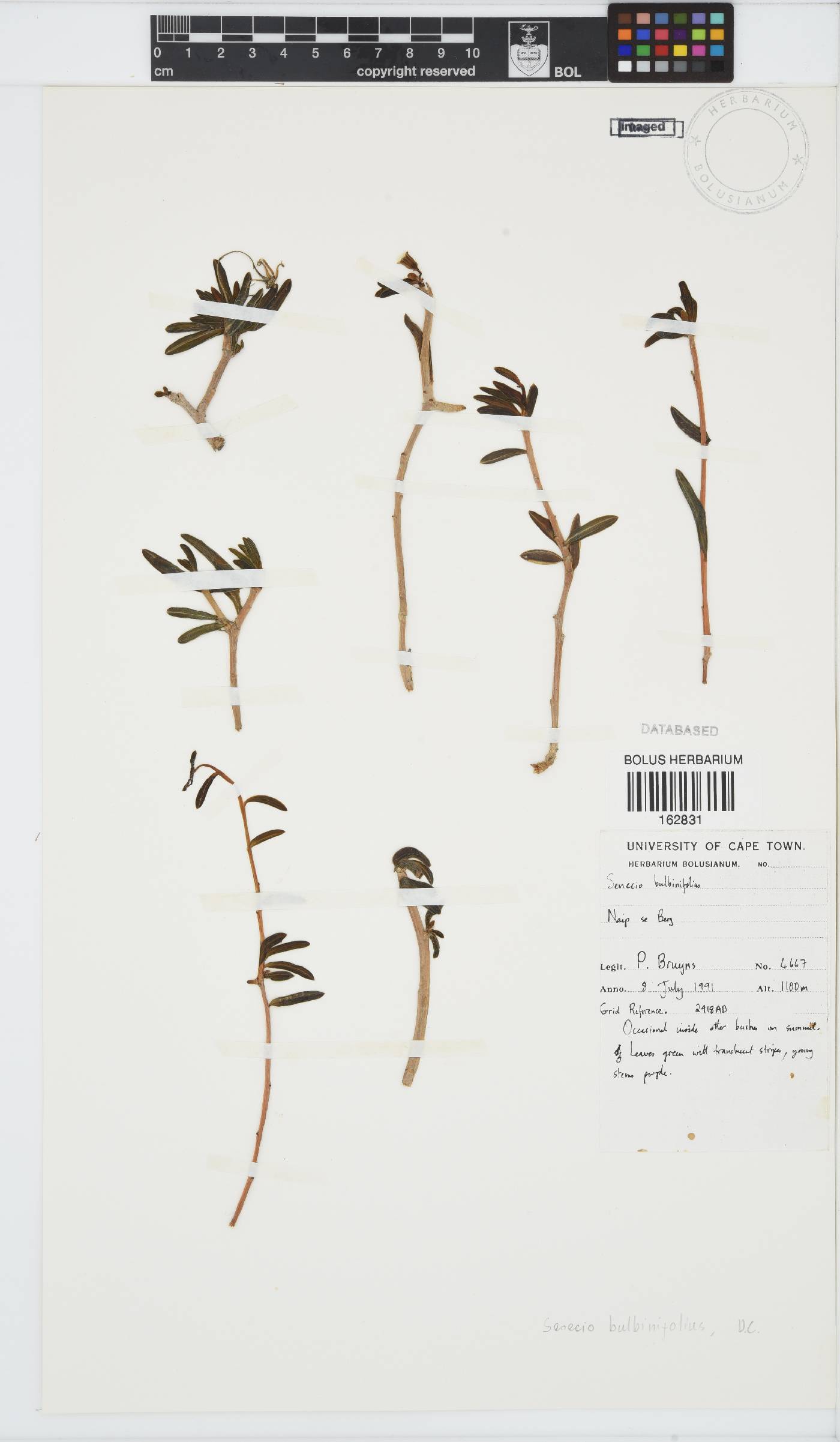 Senecio bulbinifolius image