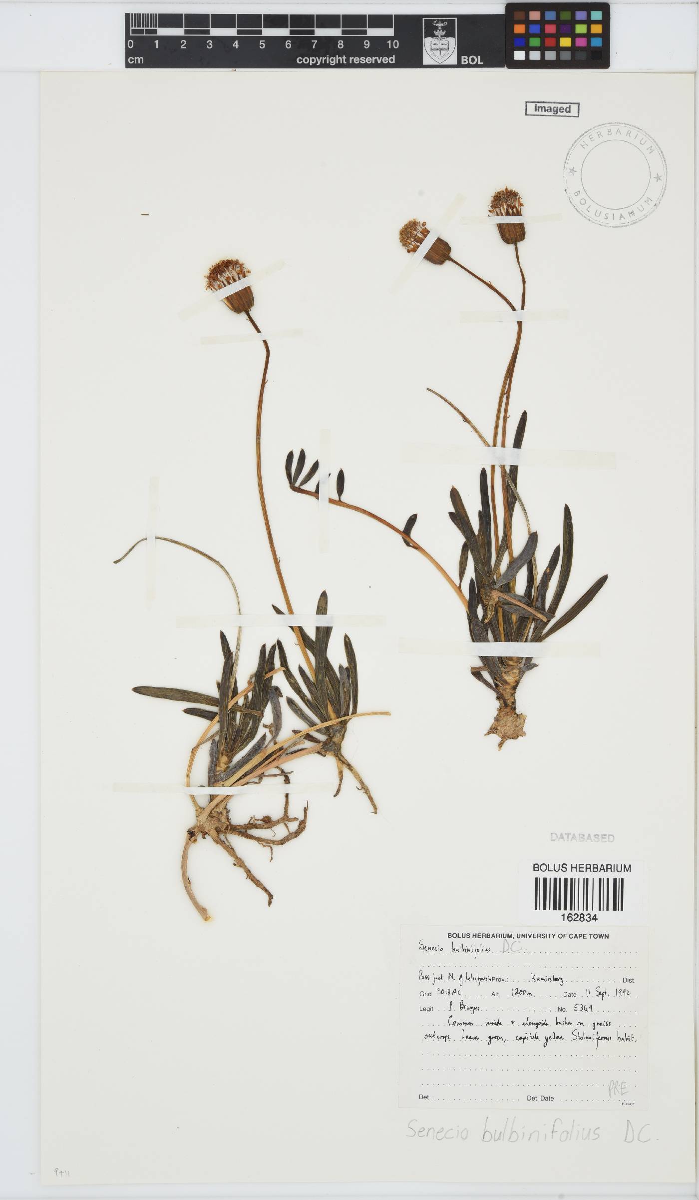 Senecio bulbinifolius image