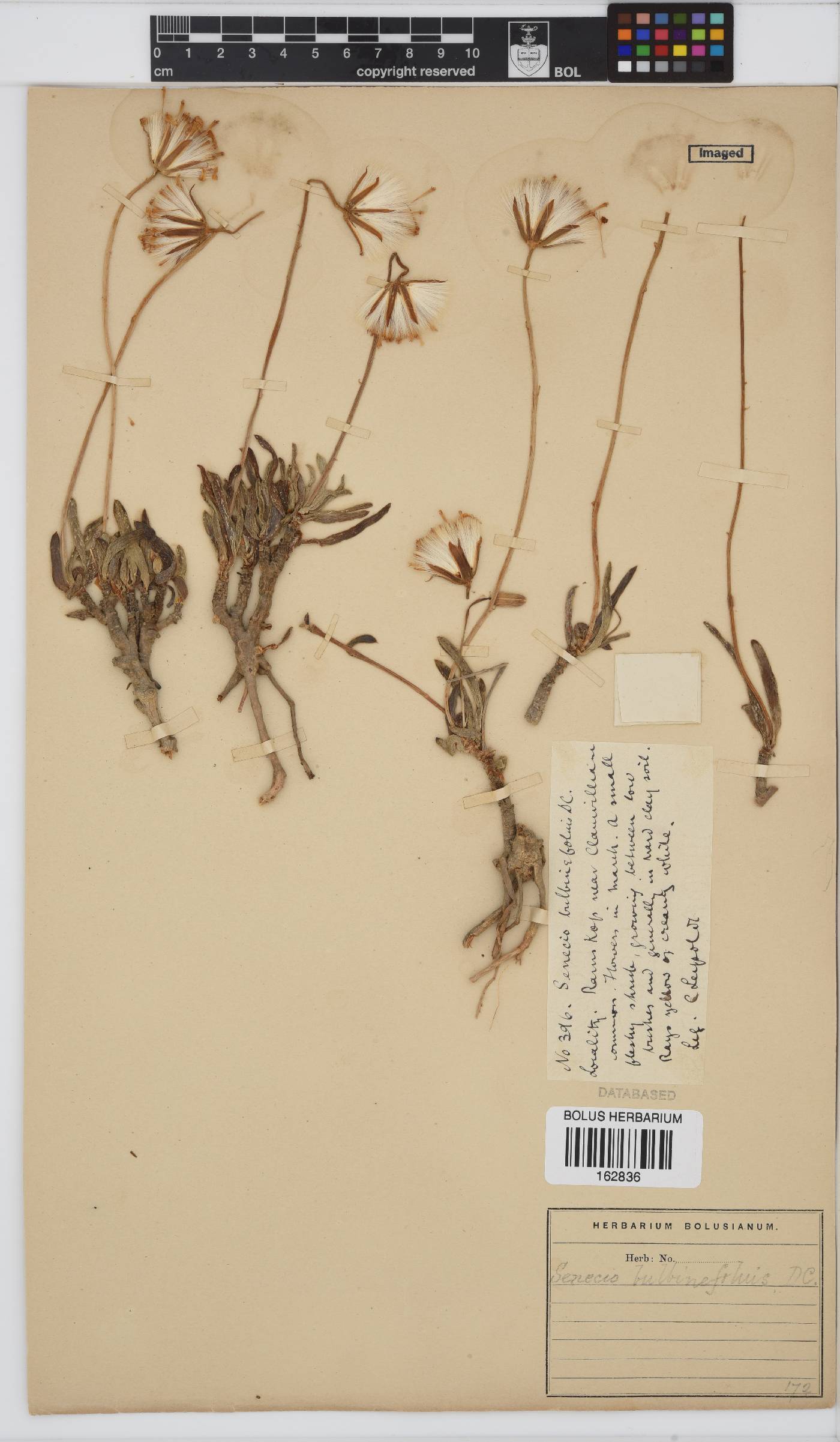 Senecio bulbinifolius image
